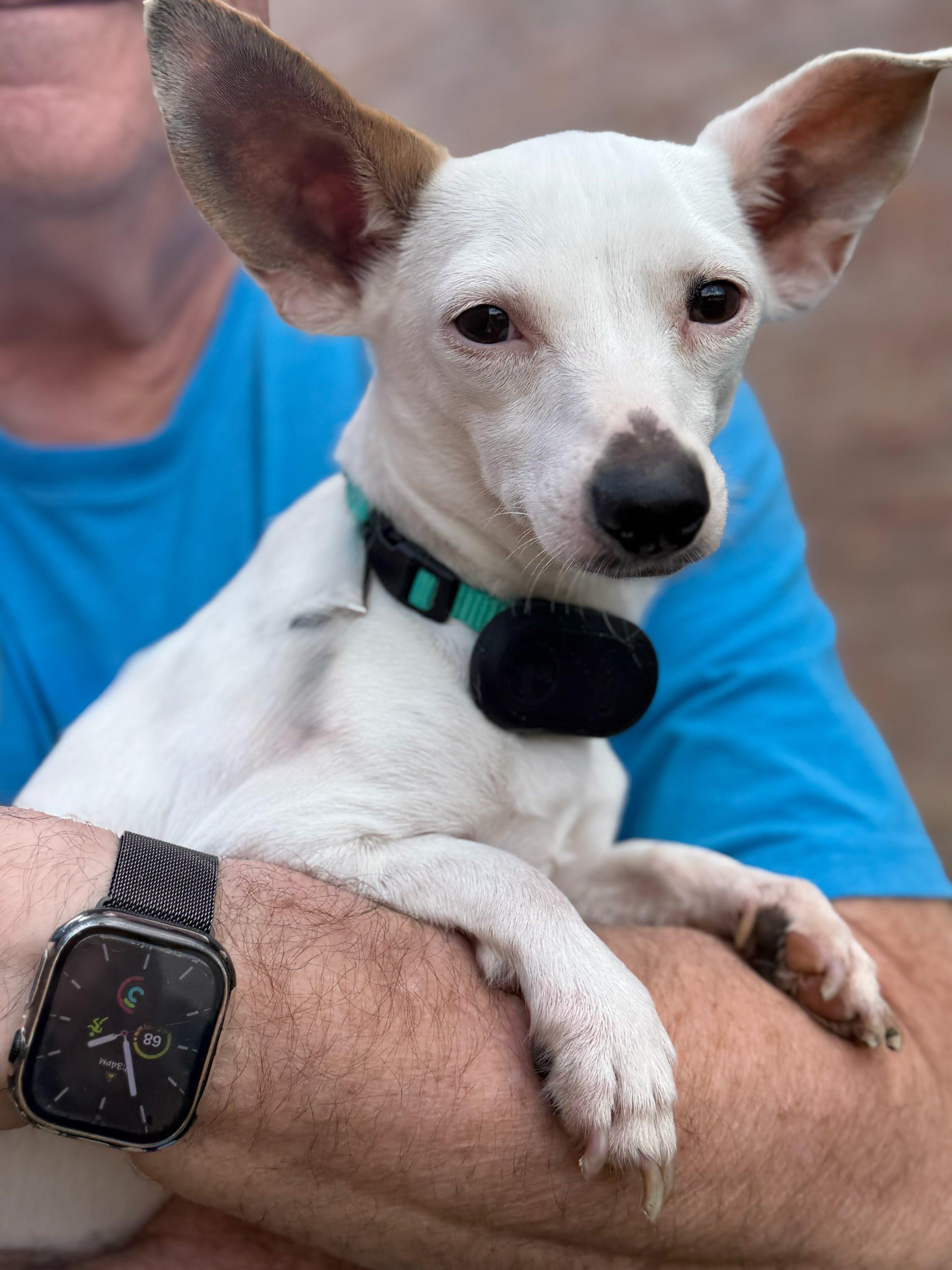 Enlarge Blippi, an adoptable Chihuahua in Itasca, IL image 3/4