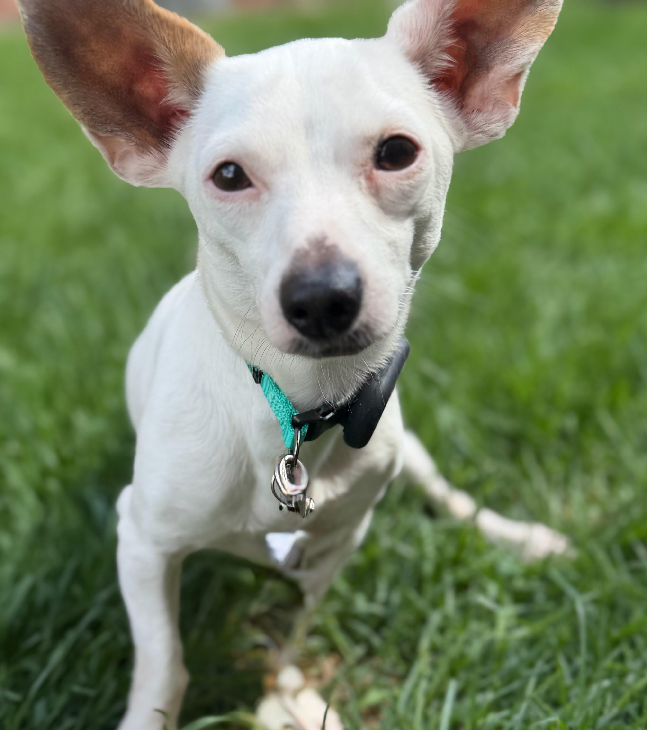 Enlarge Blippi, an adoptable Chihuahua in Itasca, IL image 4/4