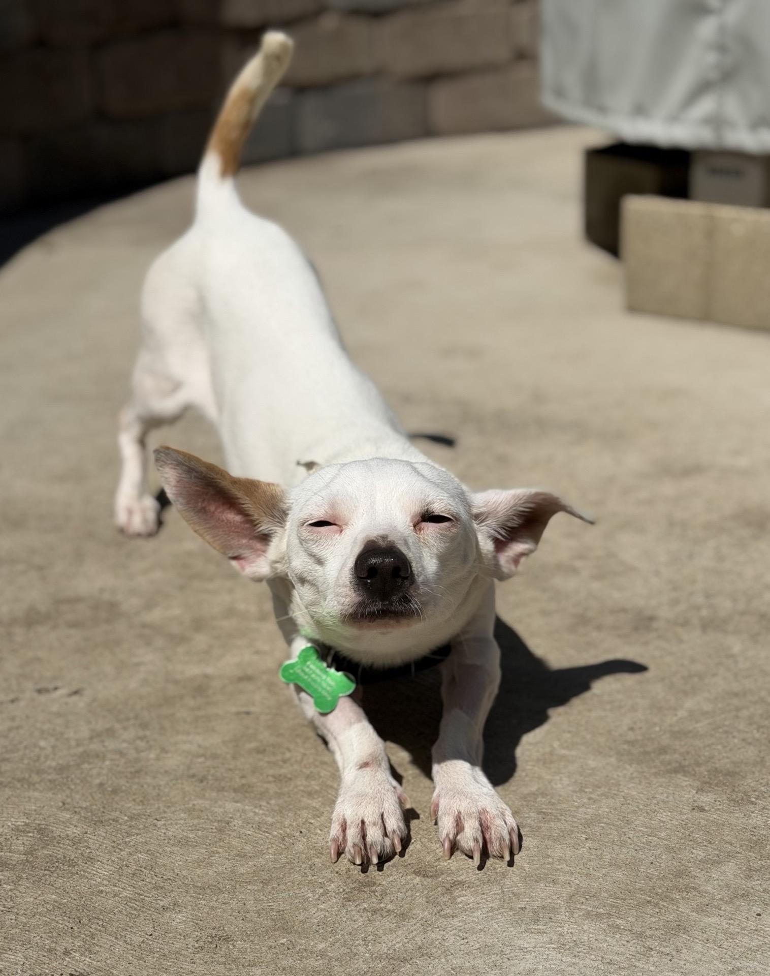 Blippi, an adoptable mixed breed in Itasca, IL image 2/6
