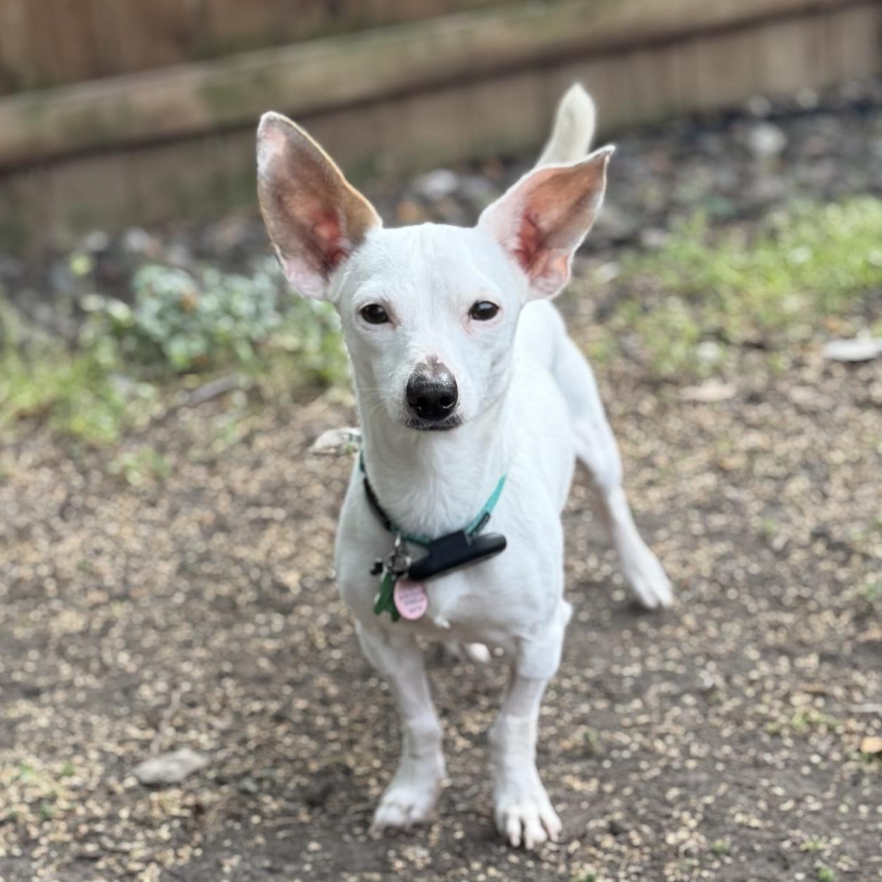 Blippi, an adoptable mixed breed in Itasca, IL image 1/6