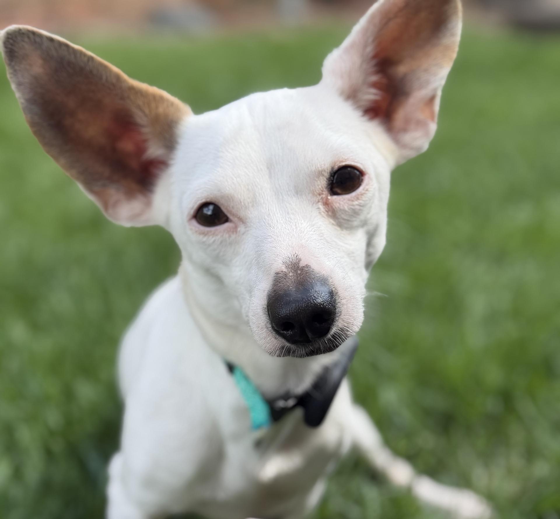 Enlarge Blippi, an adoptable Chihuahua in Itasca, IL image 1/4