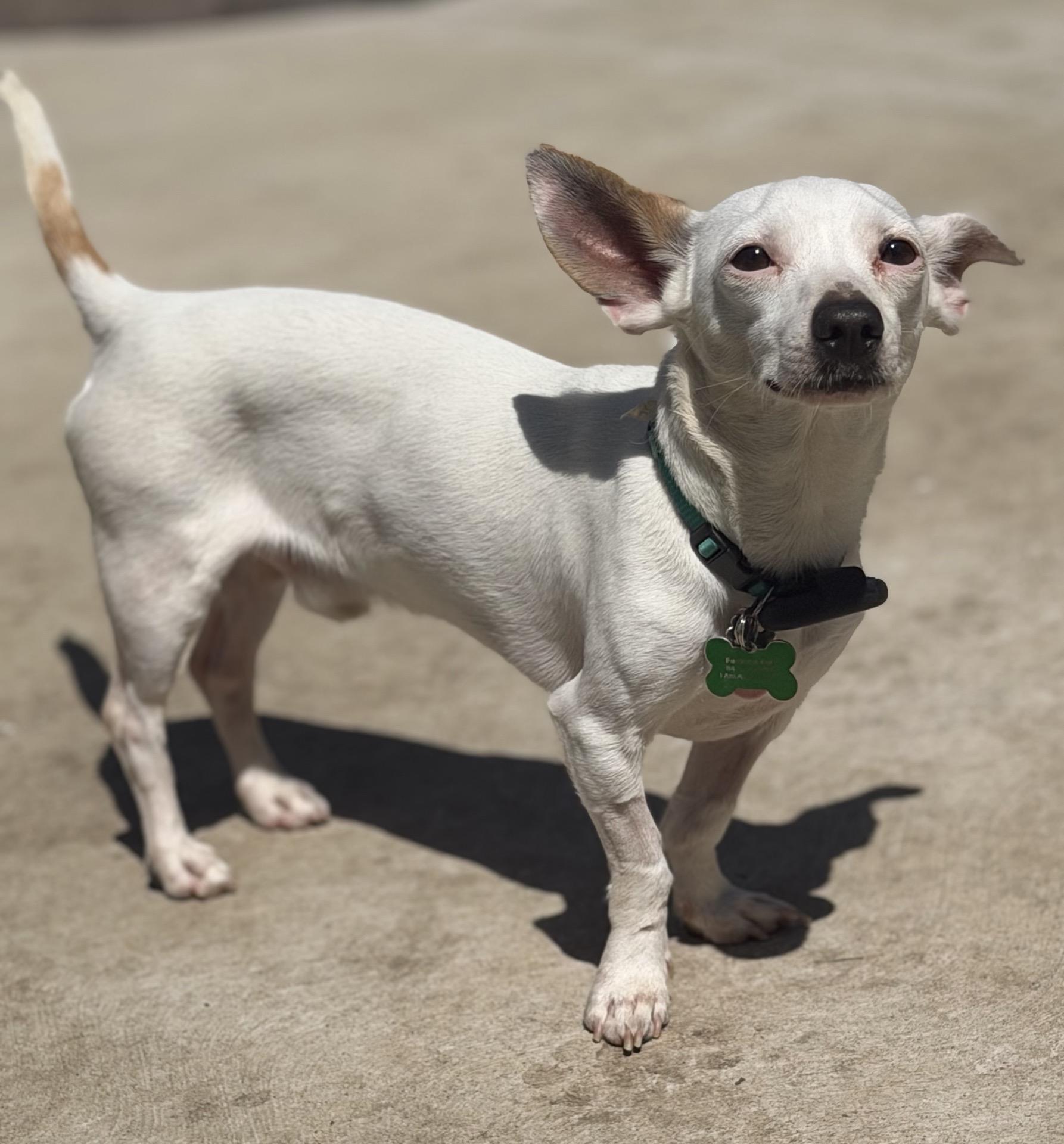 Blippi, an adoptable mixed breed in Itasca, IL image 4/6