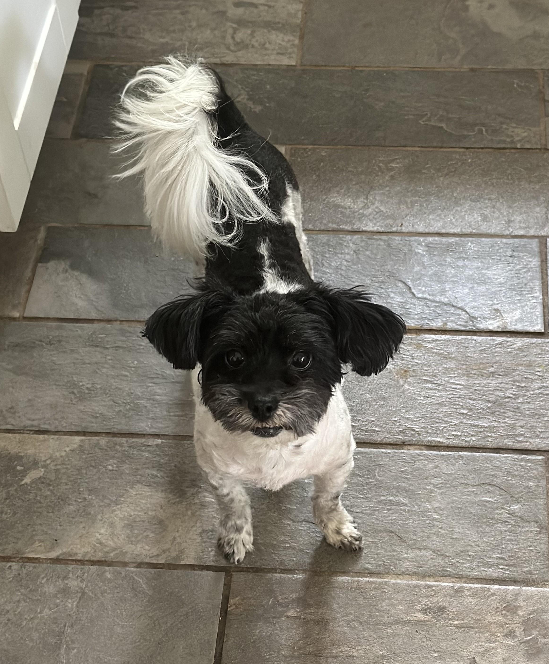 KK (1985), Adopted, Adult Female Maltese & Miniature Poodle.