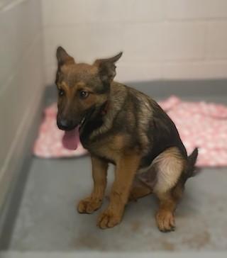 Cage, an adopted mixed breed in Slidell, LA image 2/2