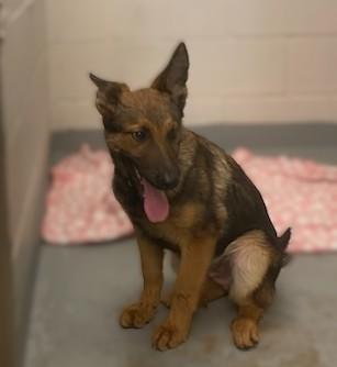 Cage, an adopted mixed breed in Slidell, LA image 1/2