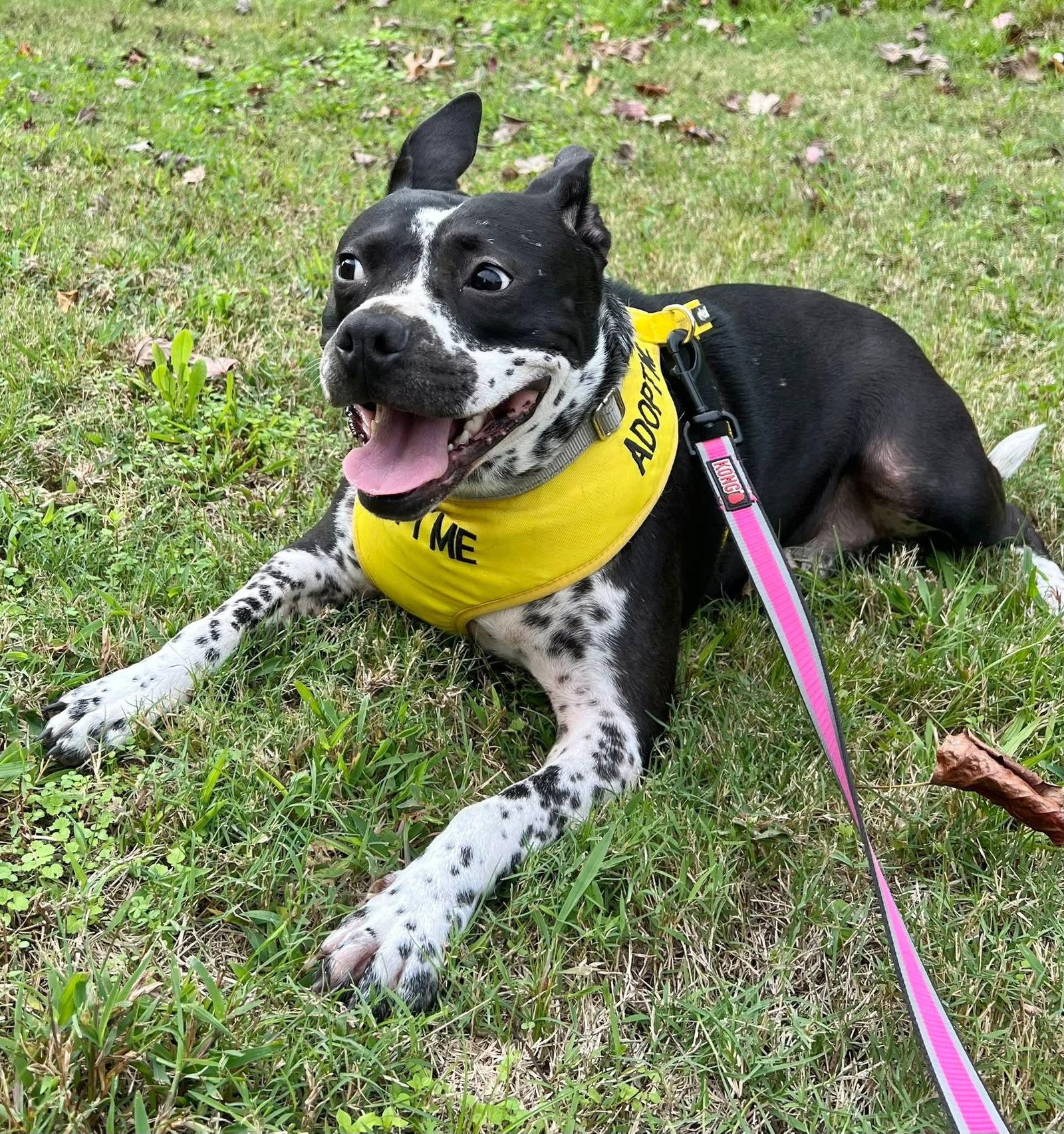 Rose, a Adoptable Staffordshire Bull Terrier in Munford, TN image 2/3