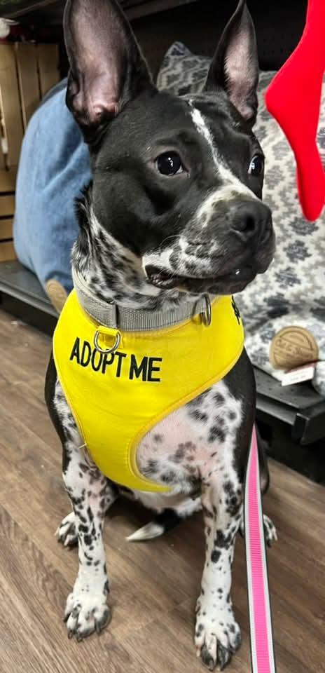 Rose, a Adoptable Staffordshire Bull Terrier in Munford, TN image 3/3