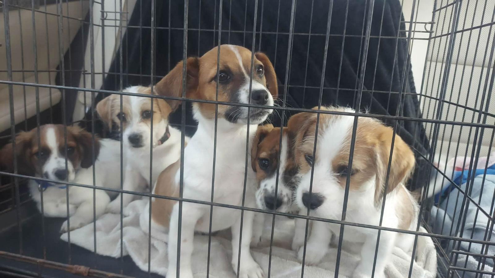 Aggie Football *LOCAL*