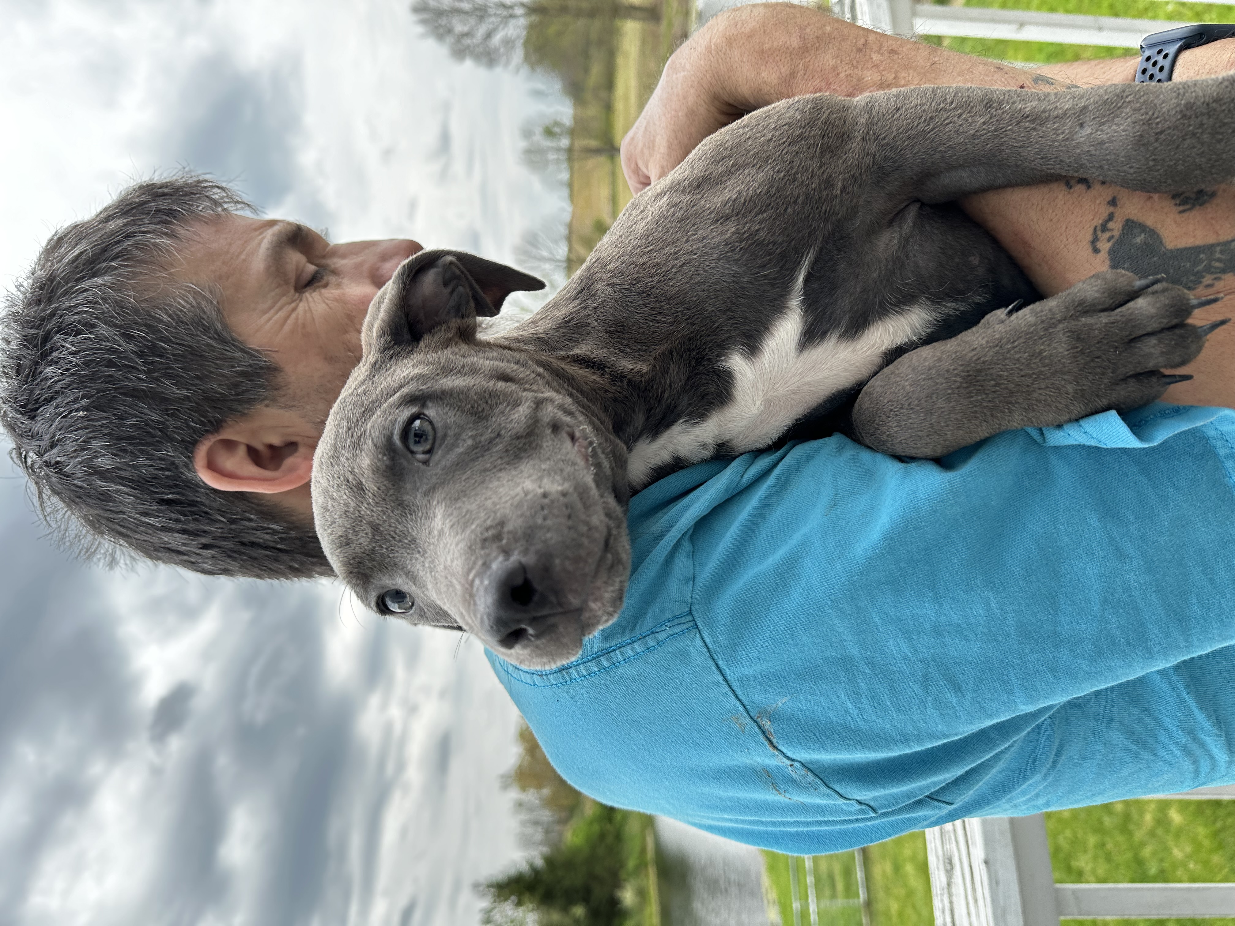 Ross, Adopted, Puppy Male Pit Bull Terrier.