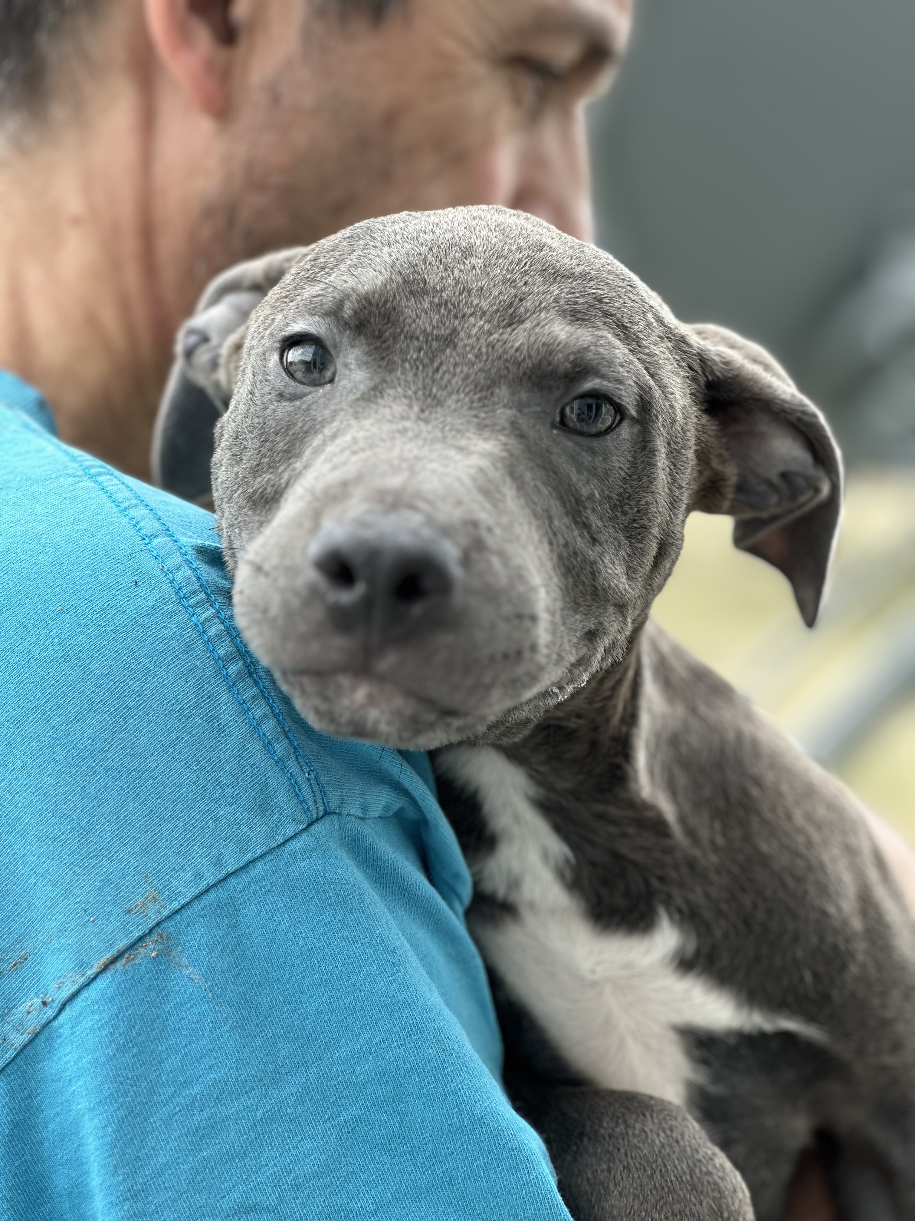 Ross, a Adopted mixed breed in Greenfield, OH image 2/6