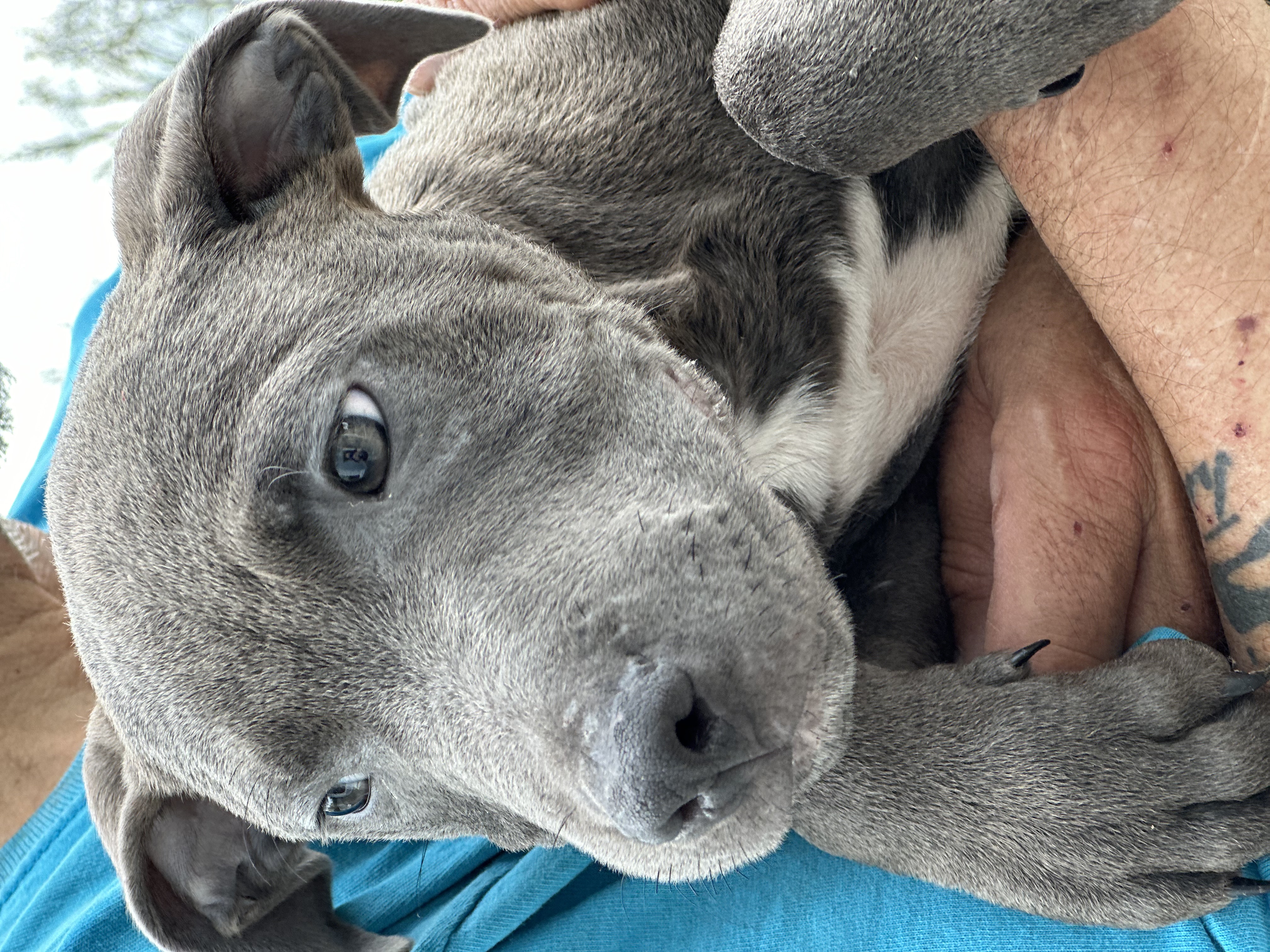 Ross, a Adopted mixed breed in Greenfield, OH image 3/6