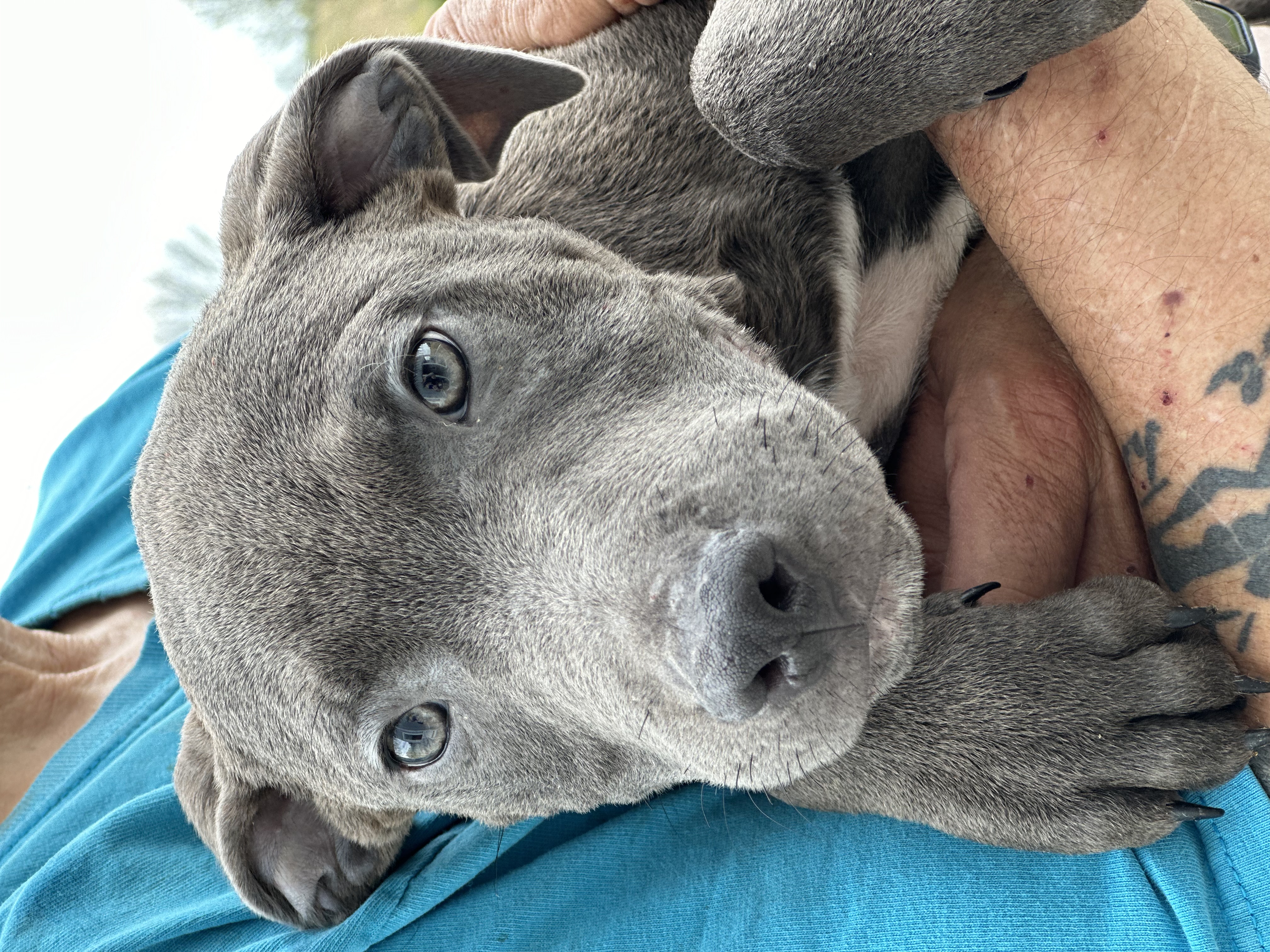 Ross, a Adopted mixed breed in Greenfield, OH image 4/6