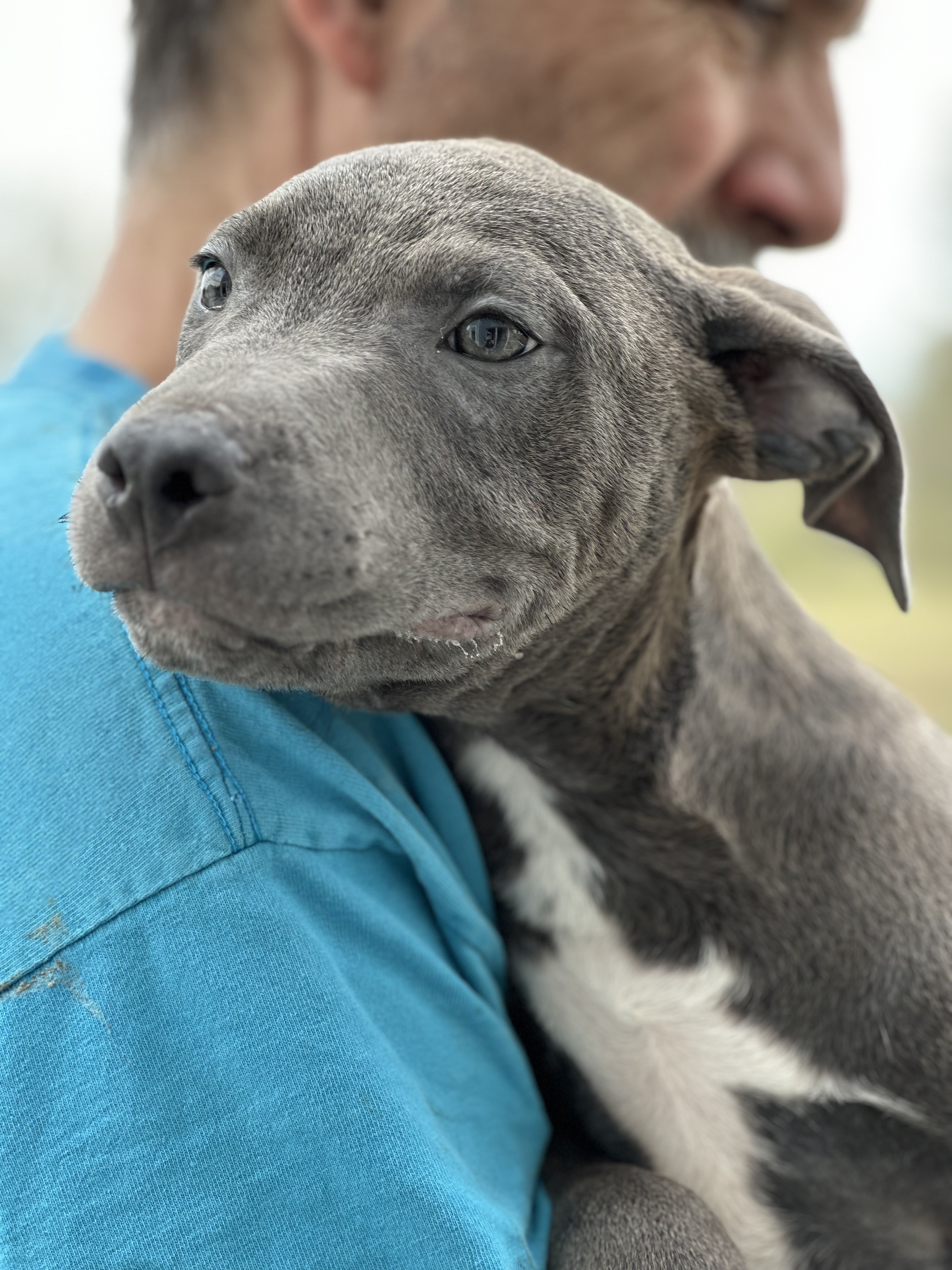 Ross, a Adopted mixed breed in Greenfield, OH image 5/6
