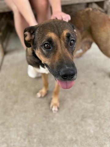 VESPA, Adoptable, Adult Female German Shepherd Dog & Mixed Breed.