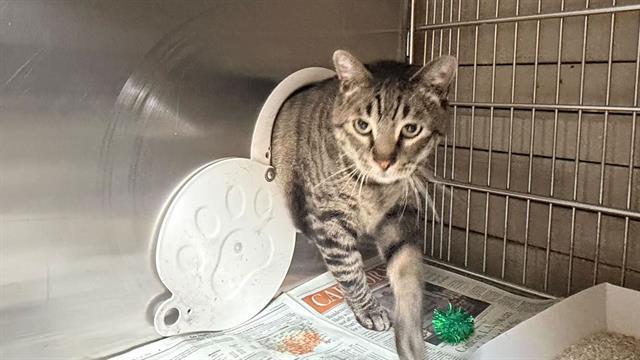 PICKLES, Adoptable, Adult Male Domestic Short Hair.
