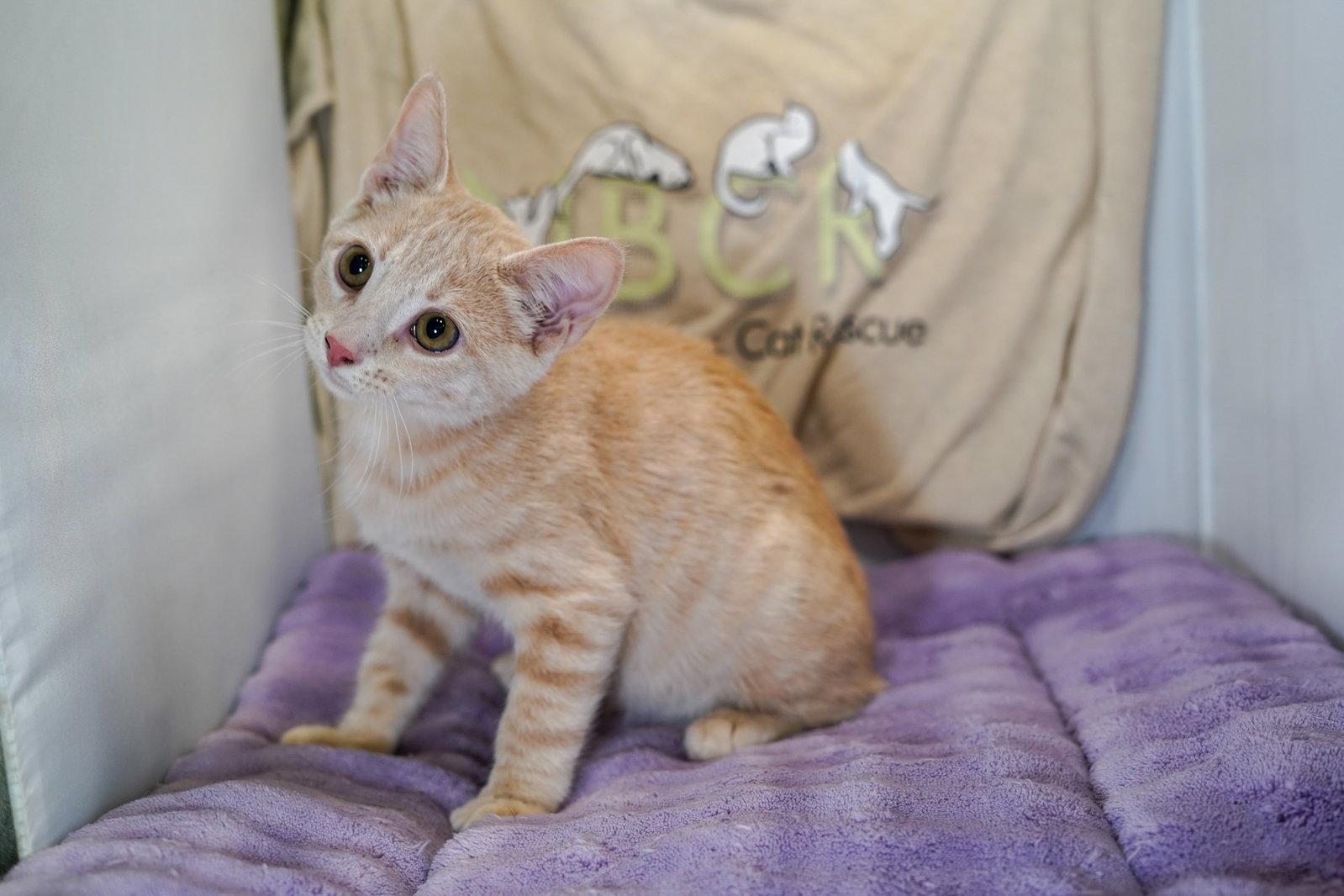 Enlarge Tudor, a Adopted mixed breed in Garland, TX image 1/3
