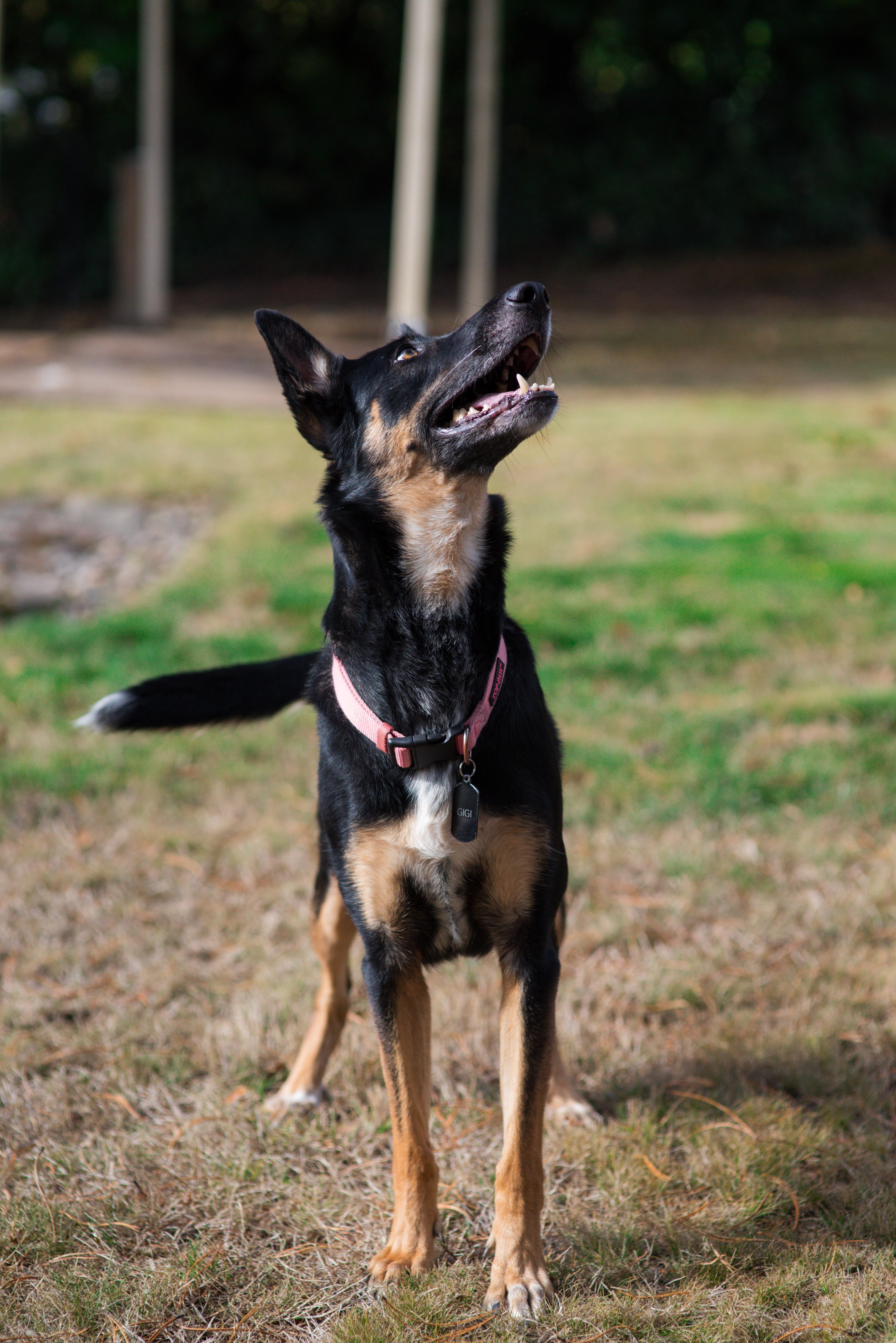 Gigi, Adoptable, Adult Female Belgian Shepherd / Malinois.
