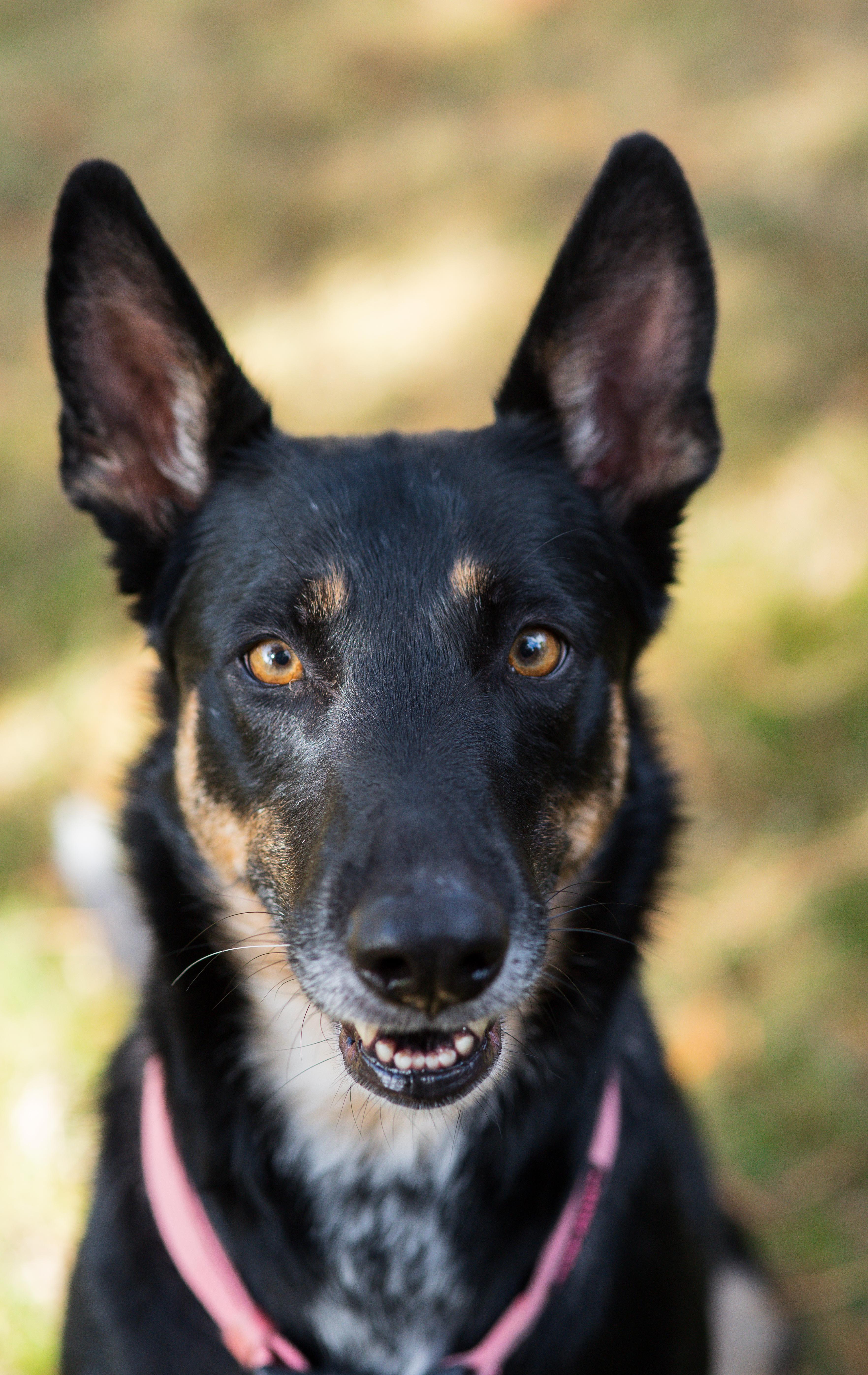 Gigi, Adoptable, Adult Female Belgian Shepherd / Malinois.