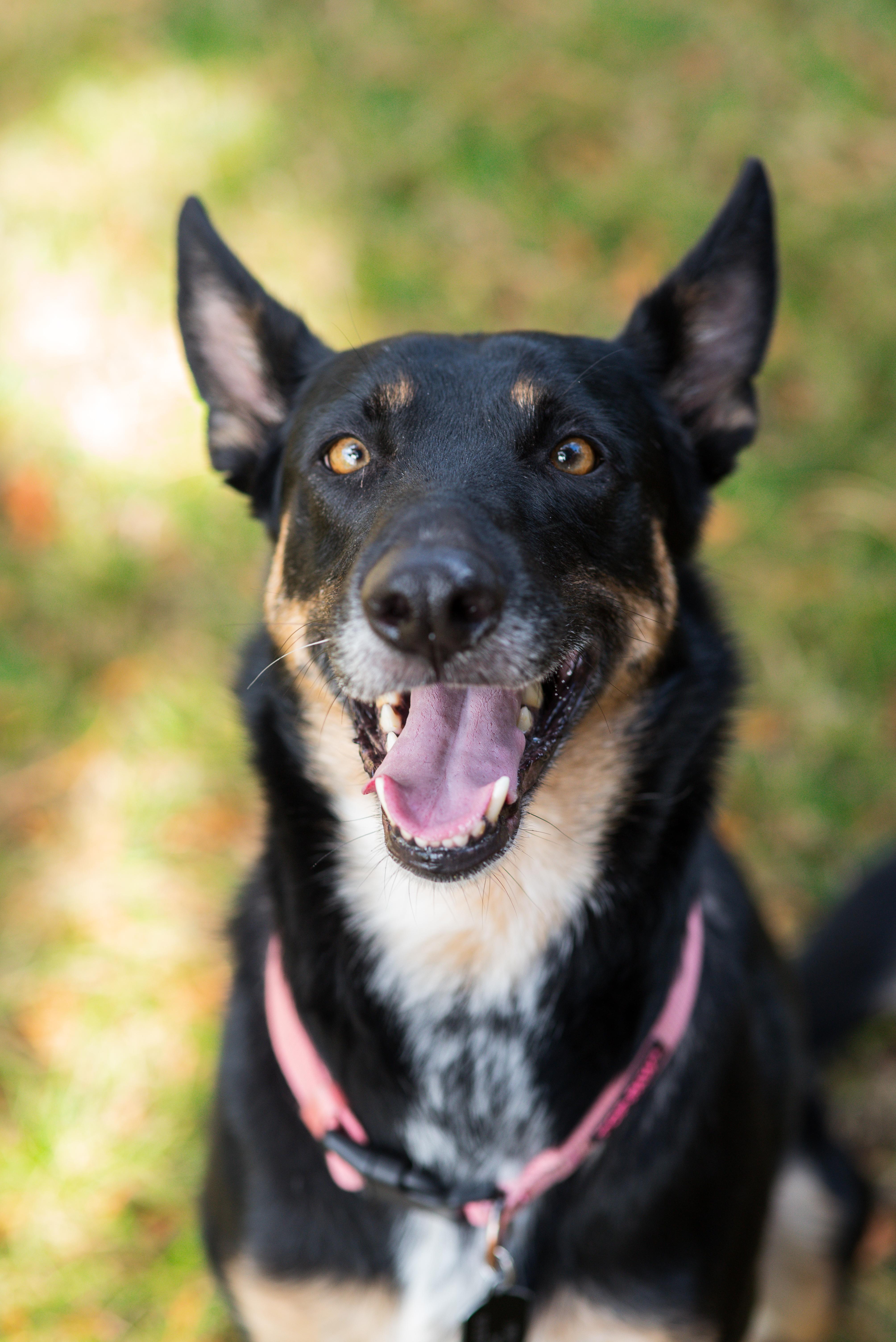 Enlarge Gigi, a Adoptable Belgian Shepherd / Malinois in Vancouver, WA image 3/6
