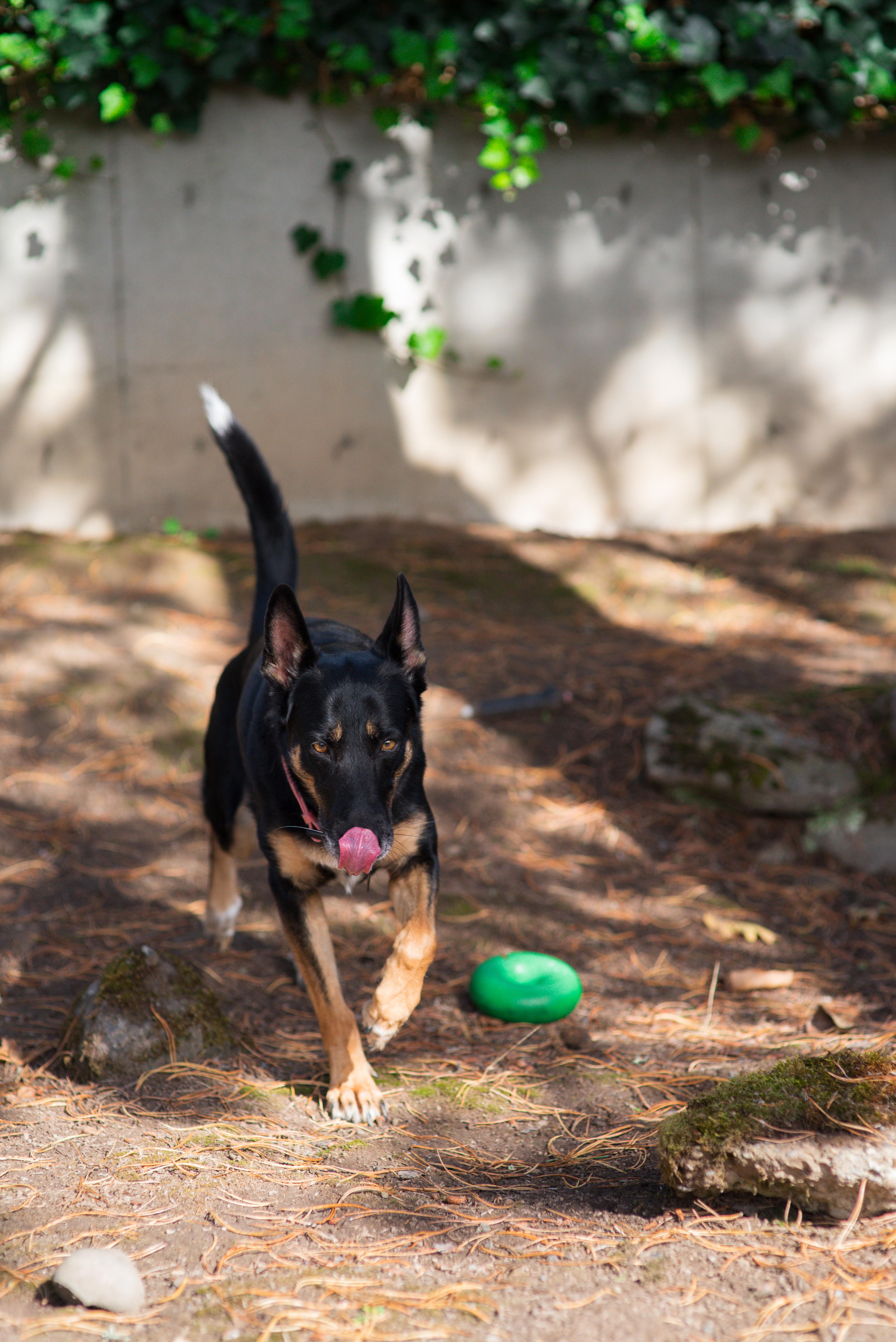 Gigi, Adoptable, Adult Female Belgian Shepherd / Malinois.