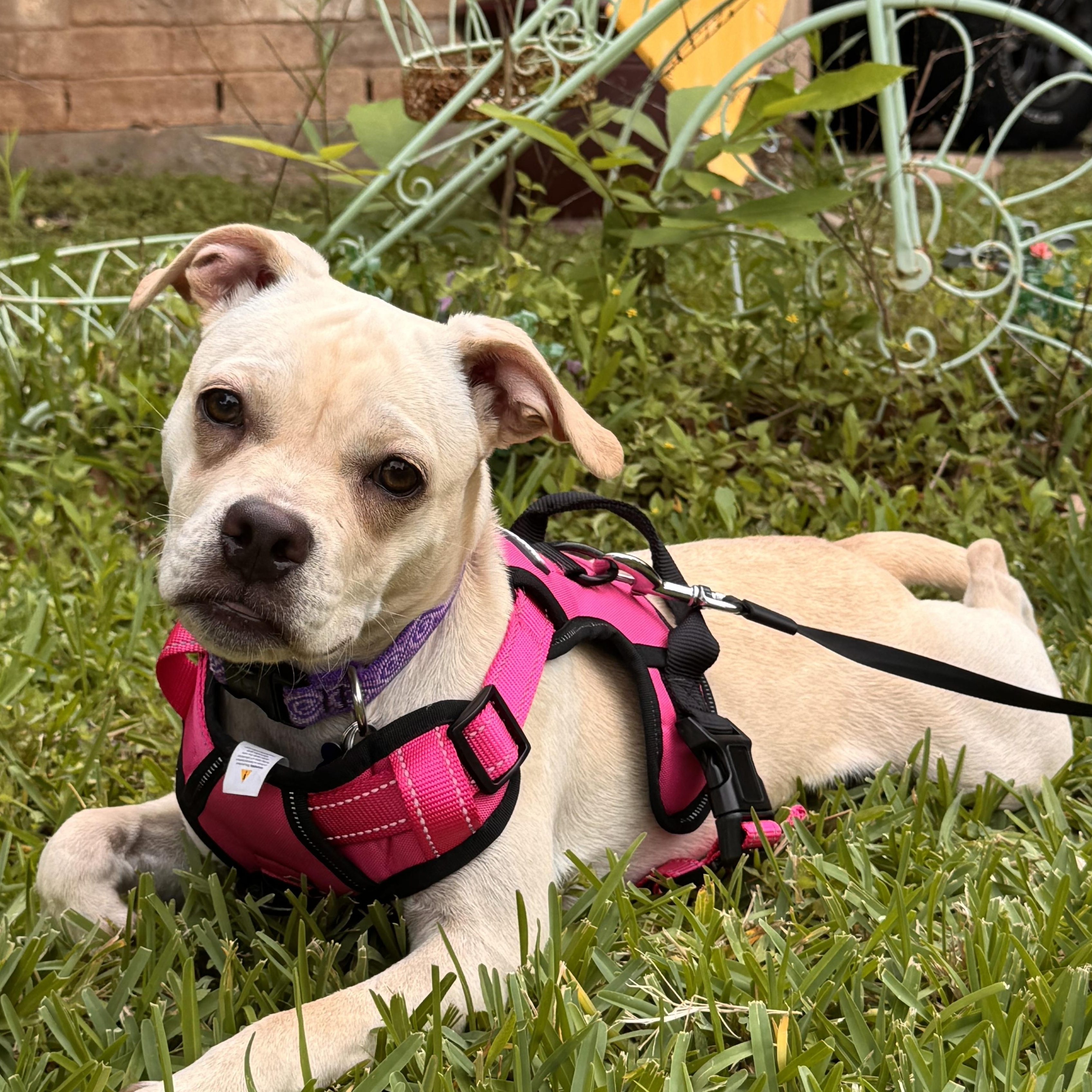 Enlarge Mari, an adopted mixed breed in Virginia Beach, VA image 4/6