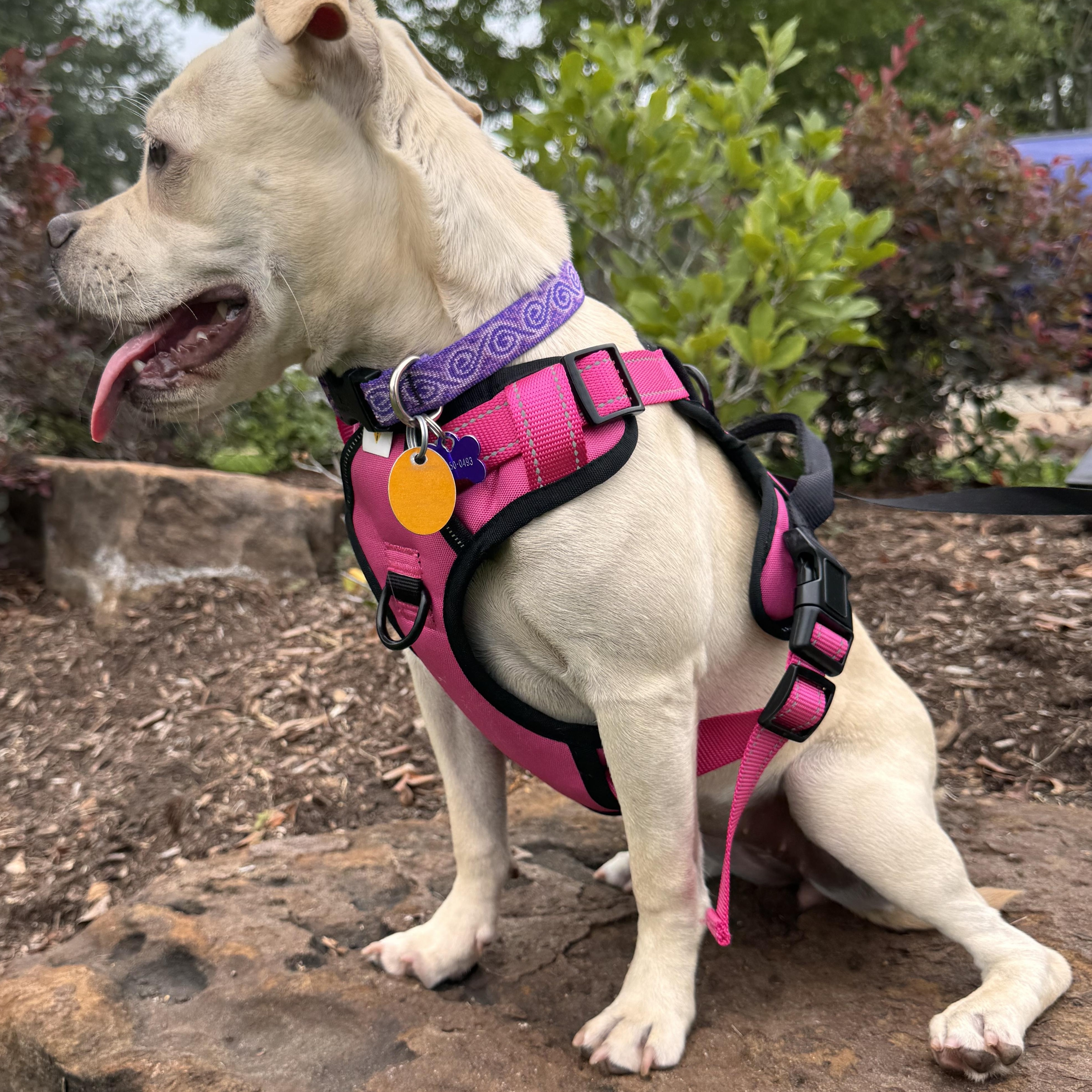 Enlarge Mari, an adopted mixed breed in Virginia Beach, VA image 6/6