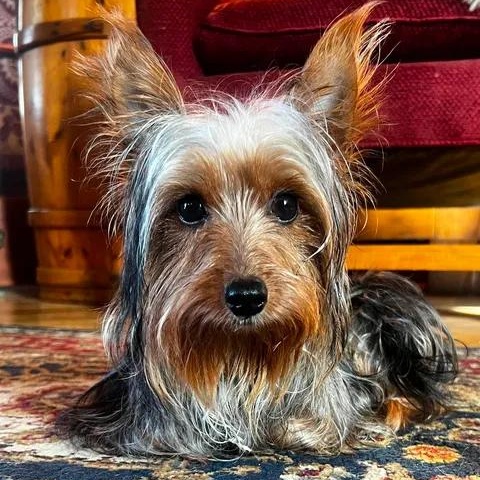 Enlarge Timber, a Adoptable mixed breed in Hartland, WI image 1/6