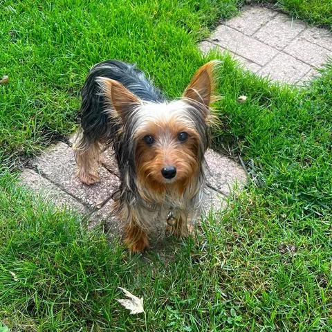 Enlarge Timber, a Adoptable mixed breed in Hartland, WI image 4/6