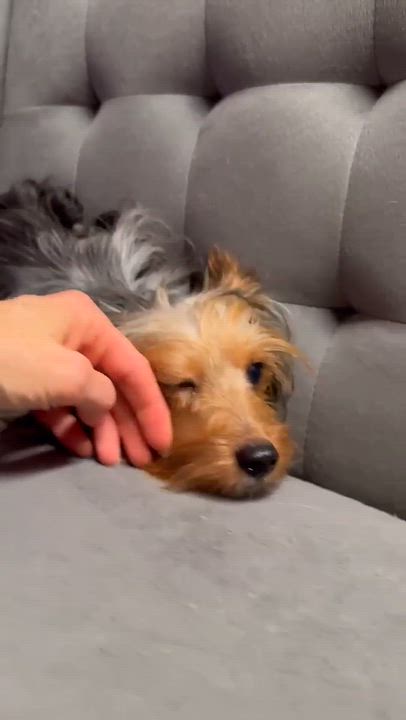 Enlarge Timber, a Adoptable mixed breed in Hartland, WI video 6/6