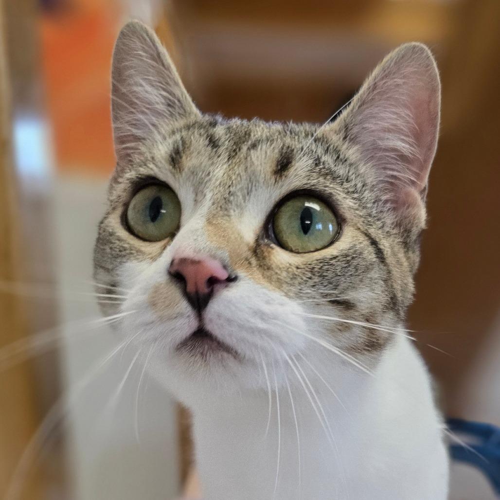 Alice, Adoptable, Young Female Domestic Short Hair.