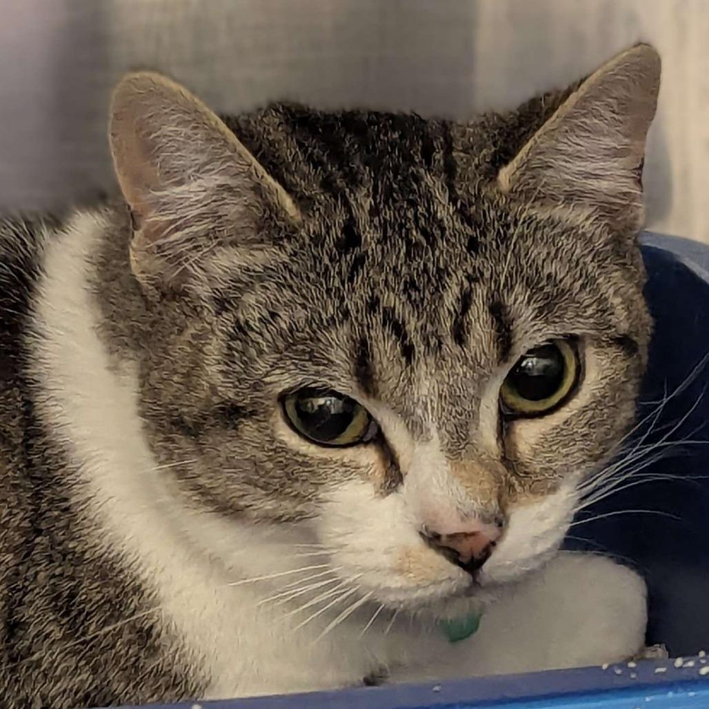 Alice, Adoptable, Young Female Domestic Short Hair.