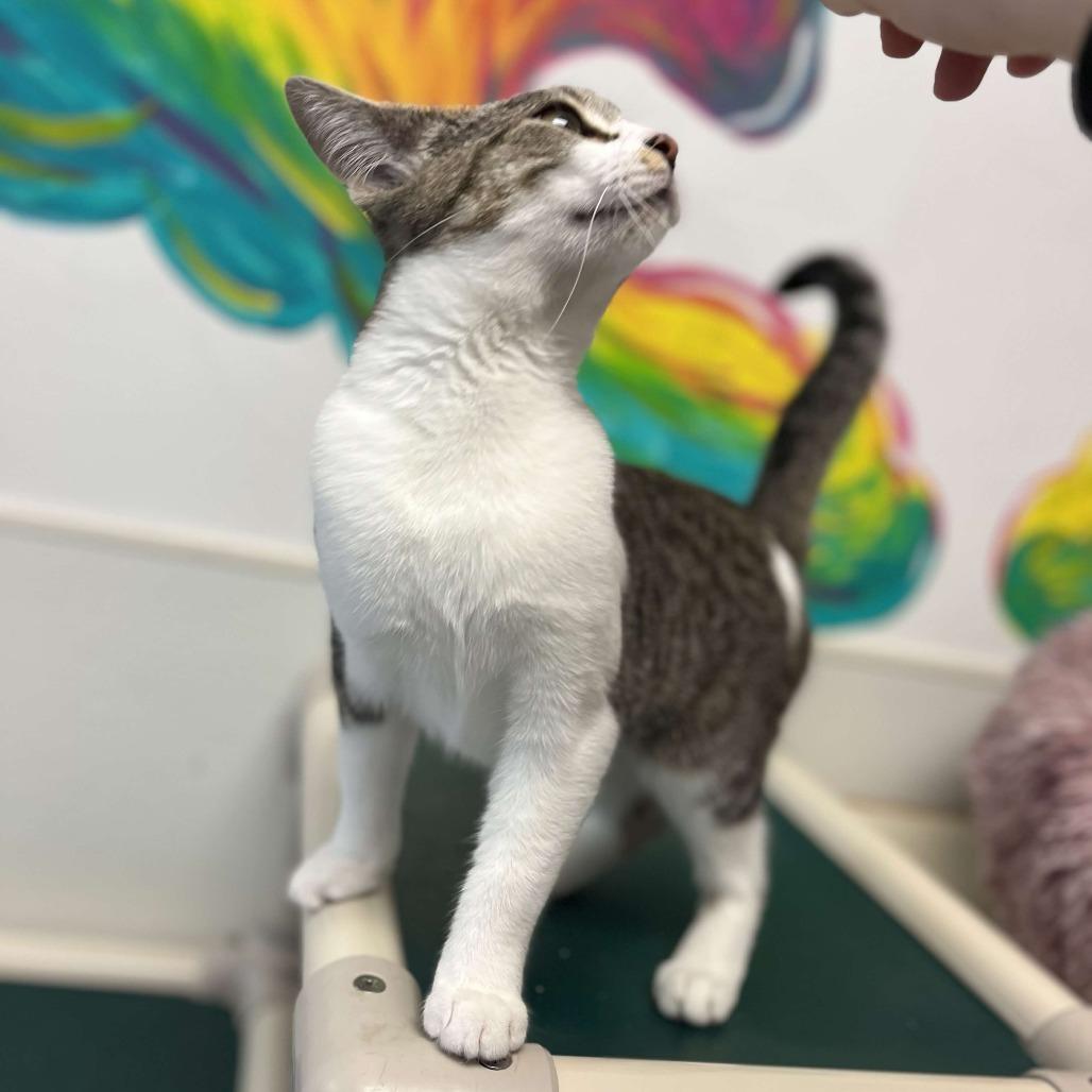 Alice — thumbnail 3