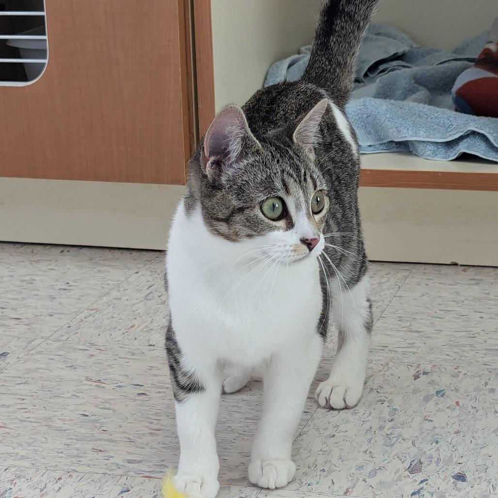 Alice — thumbnail 4