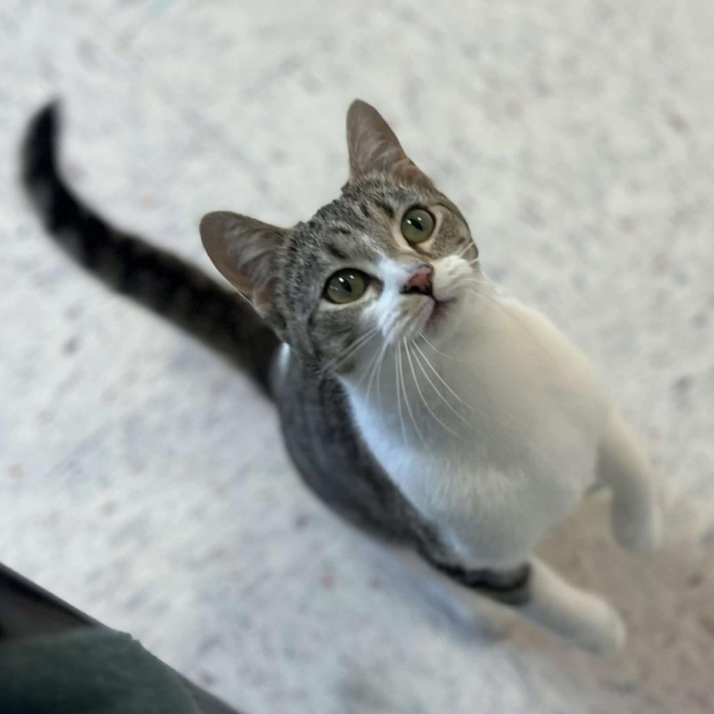 Alice — thumbnail 5