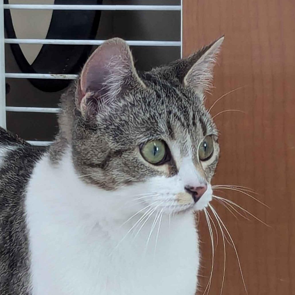 Alice — thumbnail 6