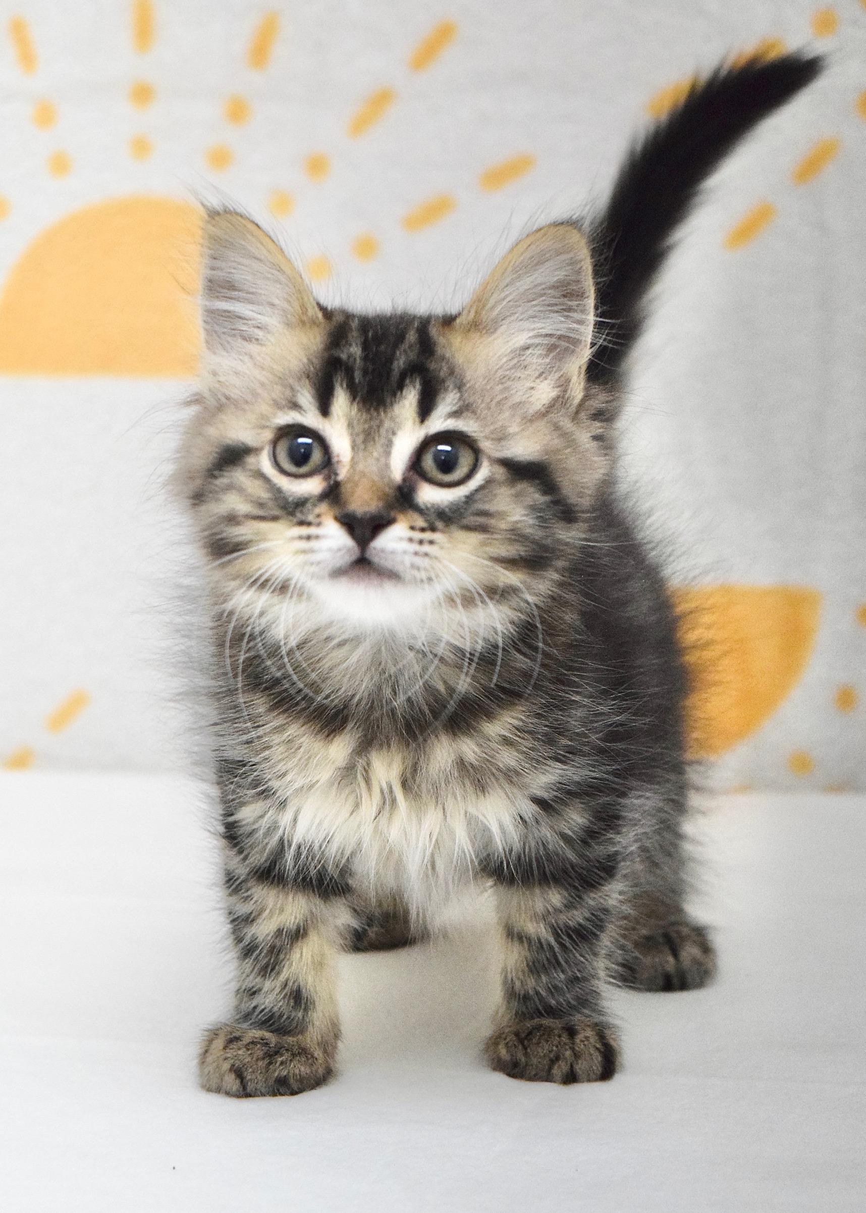 Sparrow, an adopted Domestic Medium Hair in Dublin, CA image 4/4