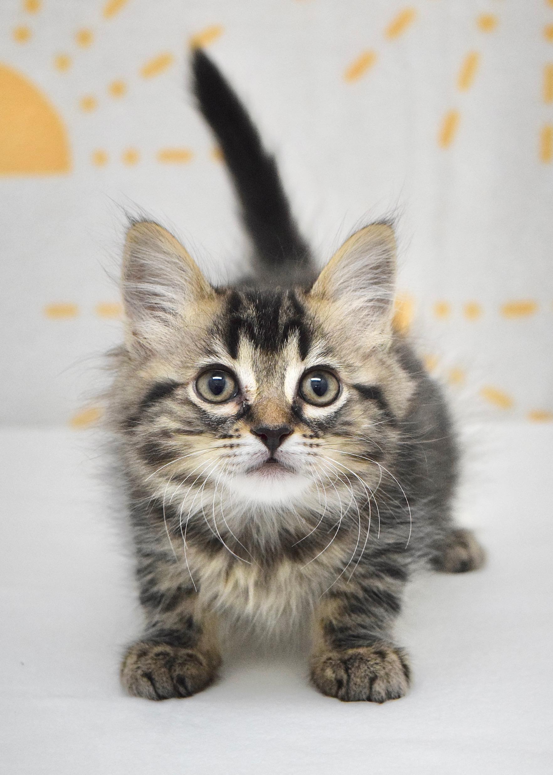 Sparrow, an adopted Domestic Medium Hair in Dublin, CA image 3/4