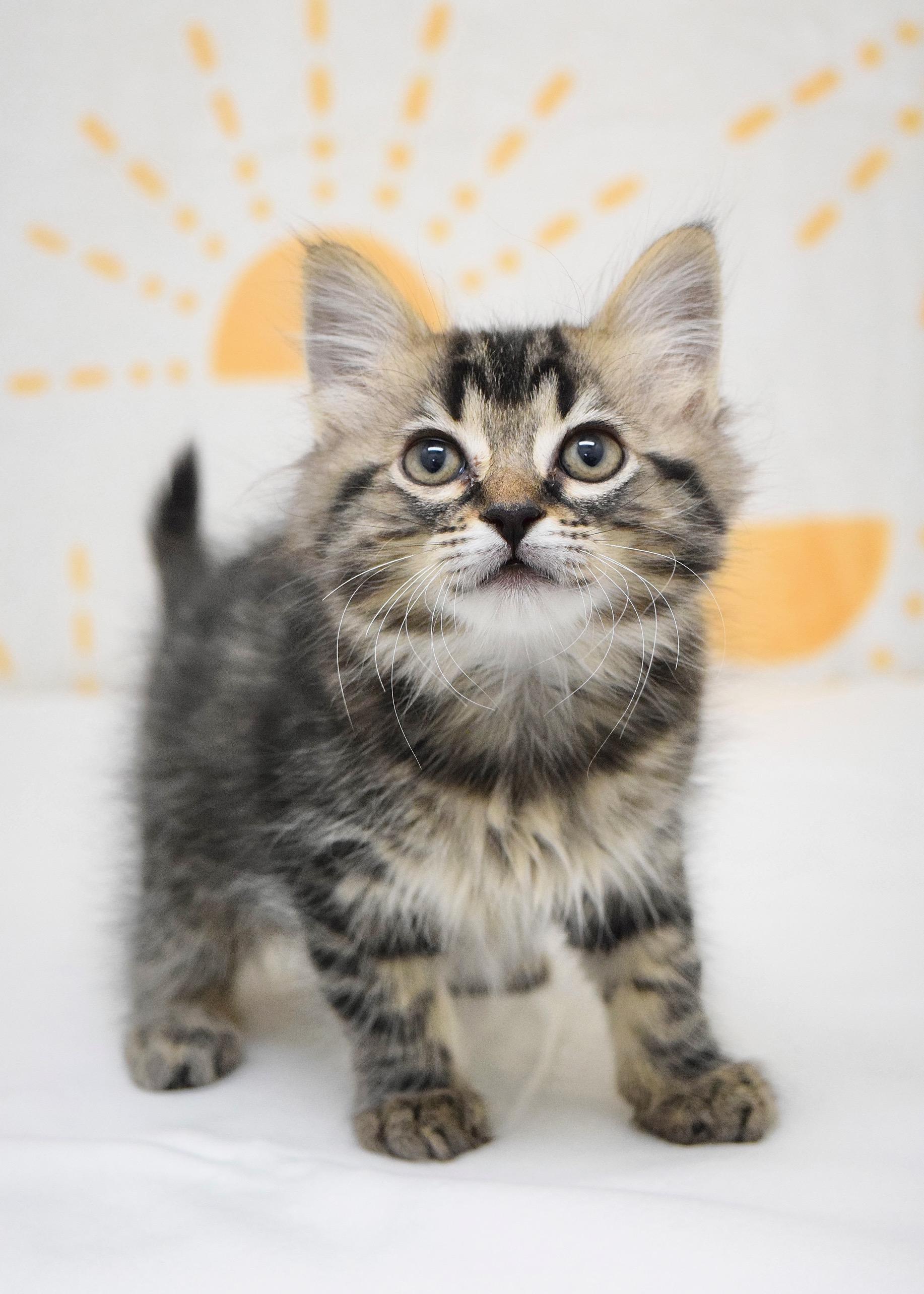 Sparrow, adopted, Kitten Female Domestic Medium Hair.
