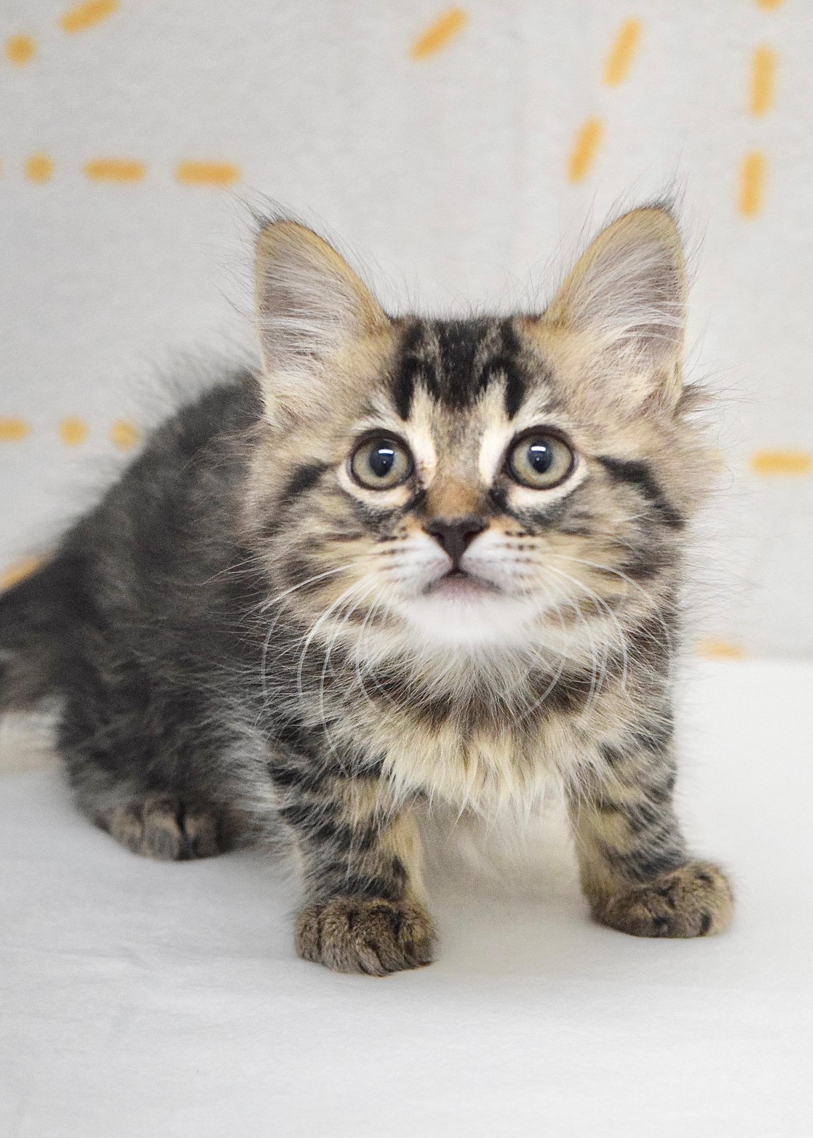 Sparrow, an adopted Domestic Medium Hair in Dublin, CA image 2/4