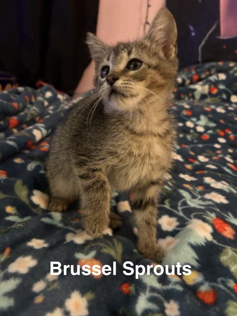 Brussel Sprouts, Baby Male Tabby