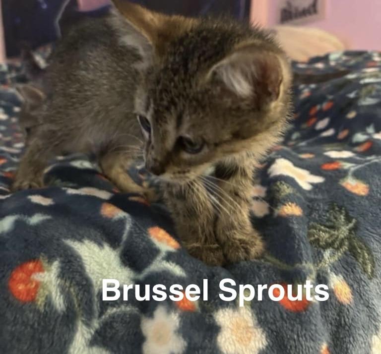 Brussel Sprouts photo 2