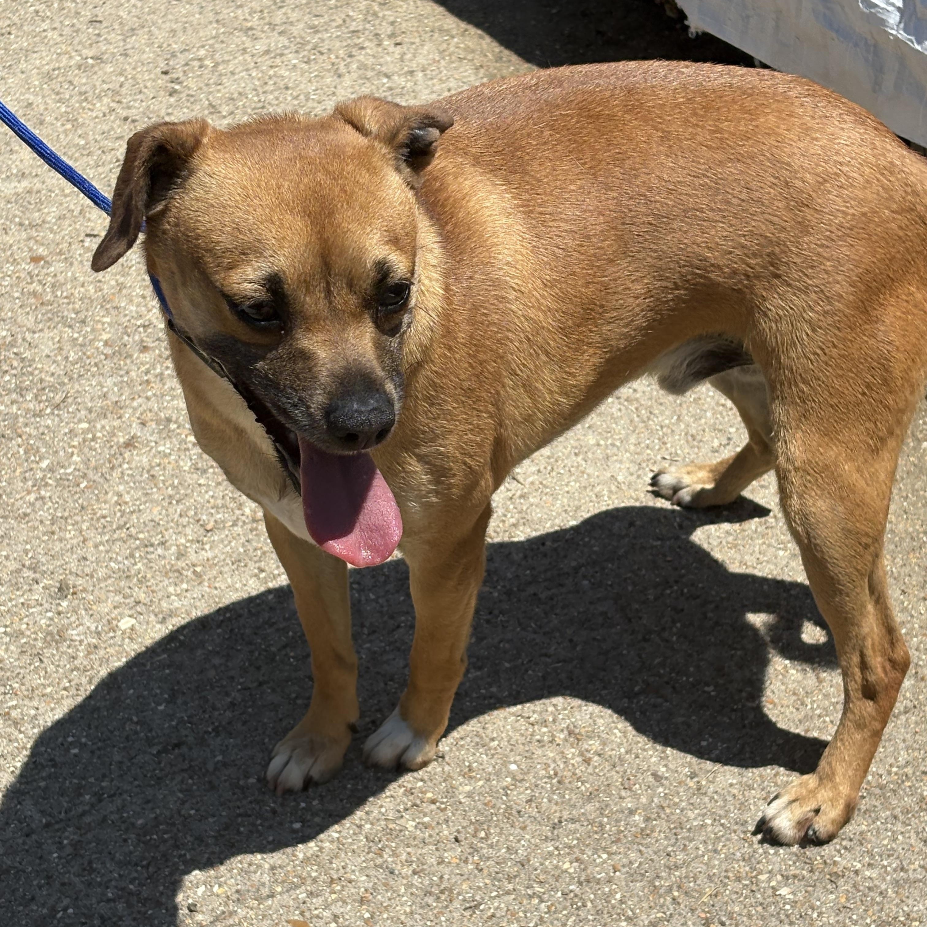 Jimmy, a Adoptable mixed breed in Lonedell, MO image 1/4