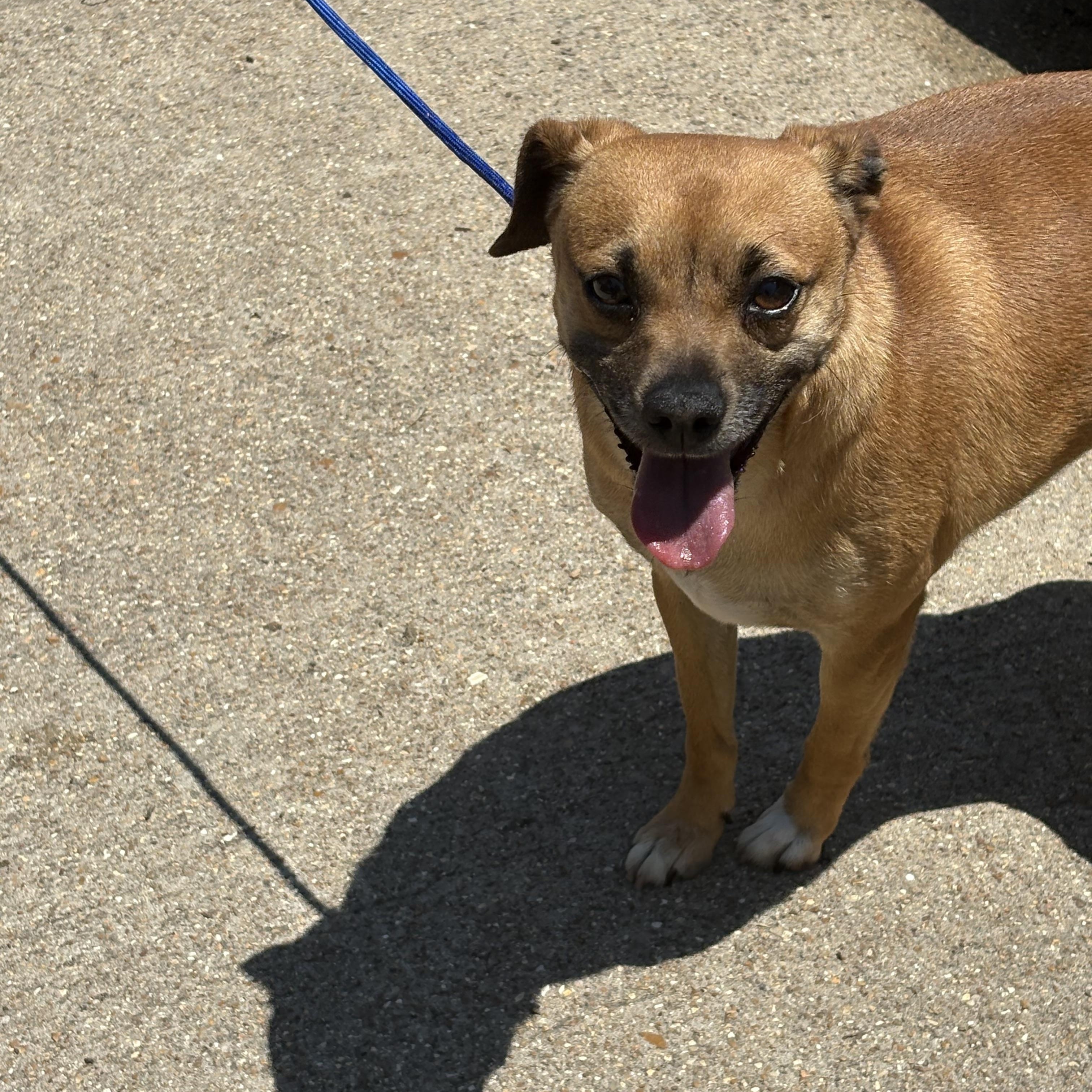 Jimmy, a Adoptable mixed breed in Lonedell, MO image 2/4
