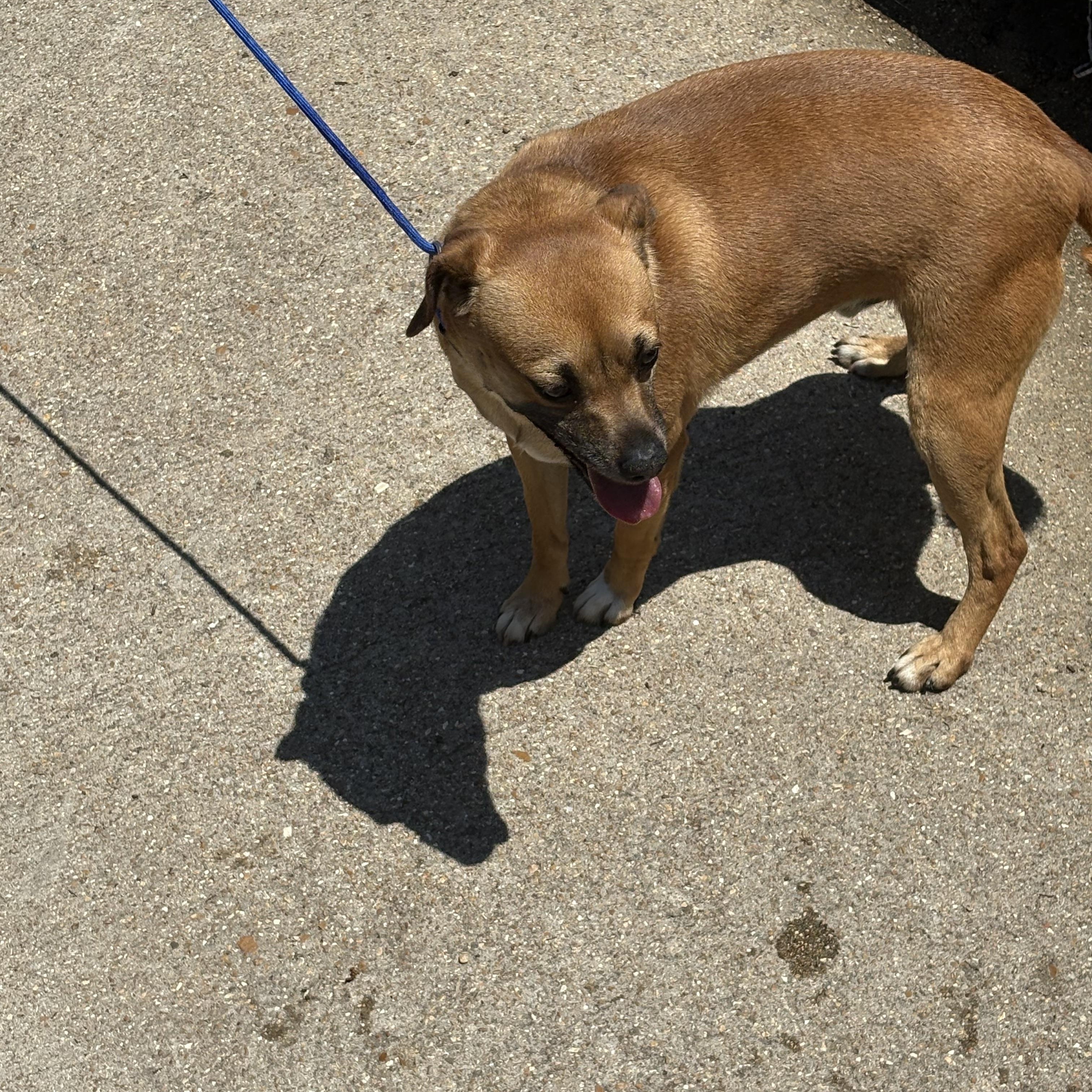 Jimmy, a Adoptable mixed breed in Lonedell, MO image 3/4