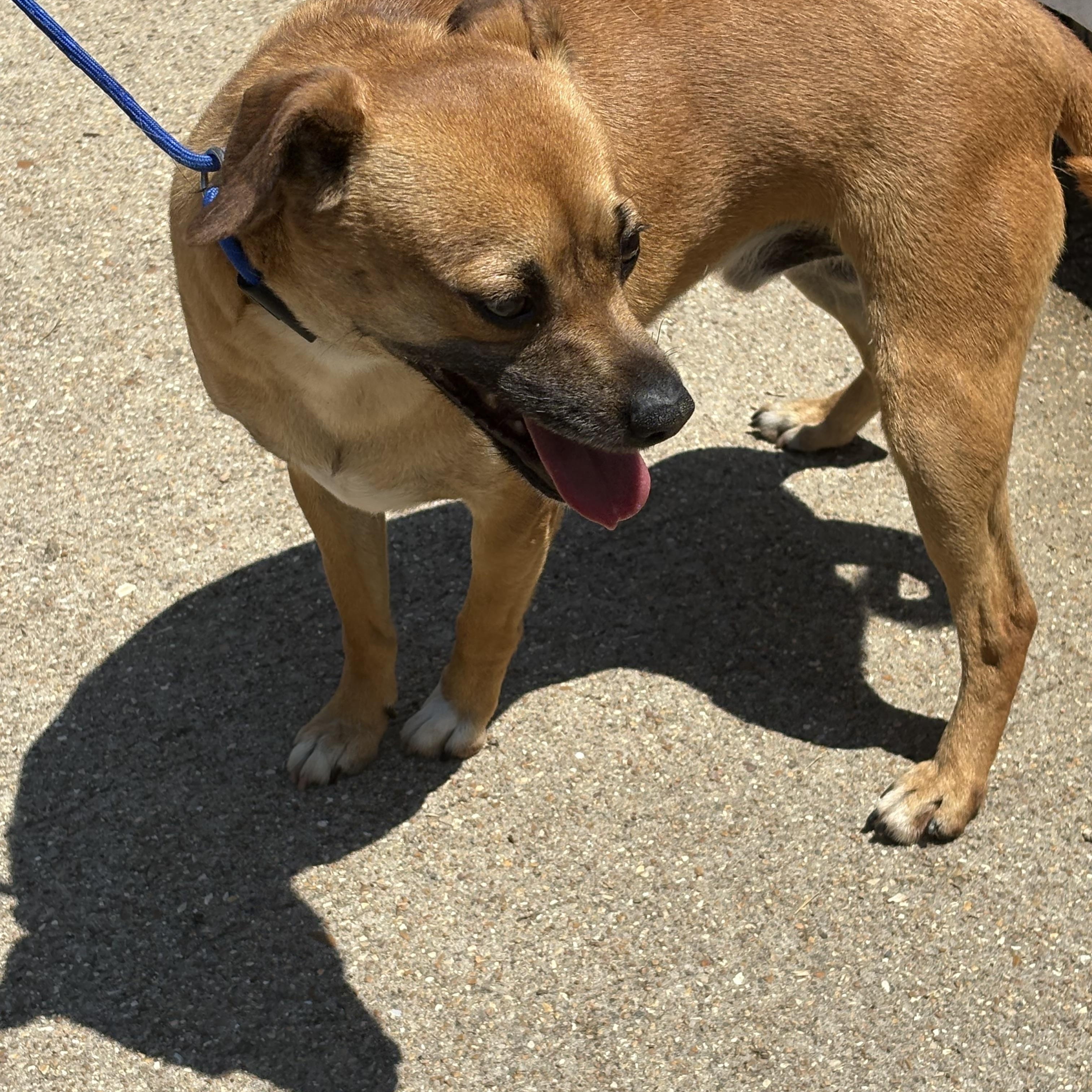 Jimmy, a Adoptable mixed breed in Lonedell, MO image 4/4