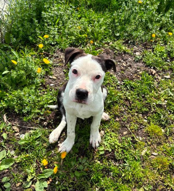 Gus, Adoptable, Puppy Male Australian Cattle Dog / Blue Heeler.
