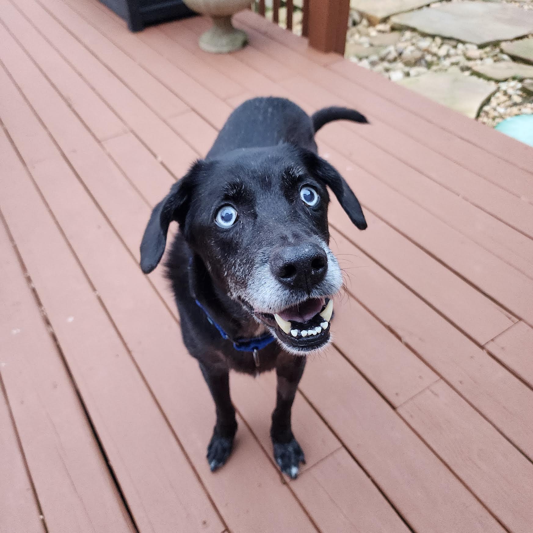 Elmo, an adoptable mixed breed in Cumming, GA image 2/3