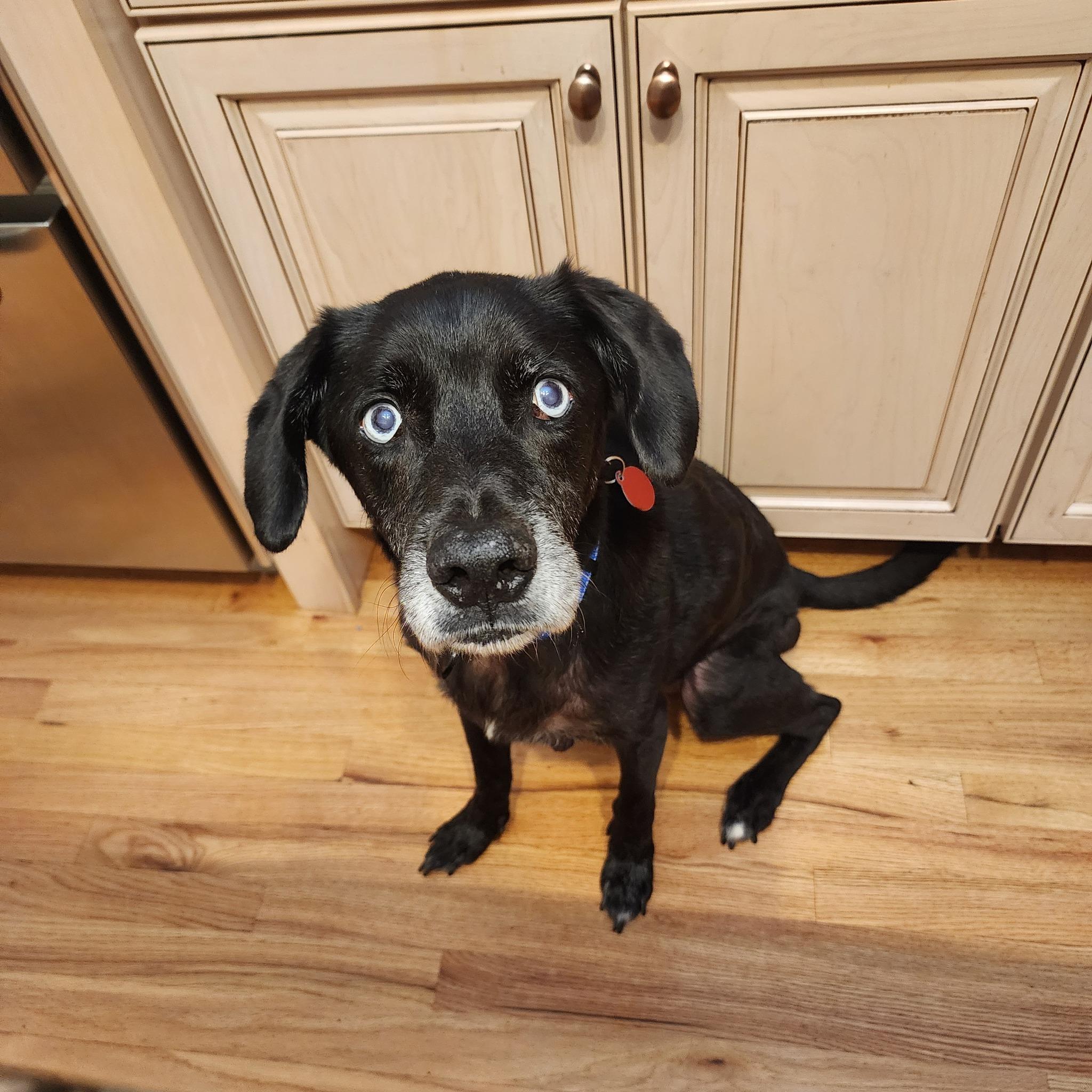 Elmo, an adoptable mixed breed in Cumming, GA image 1/3