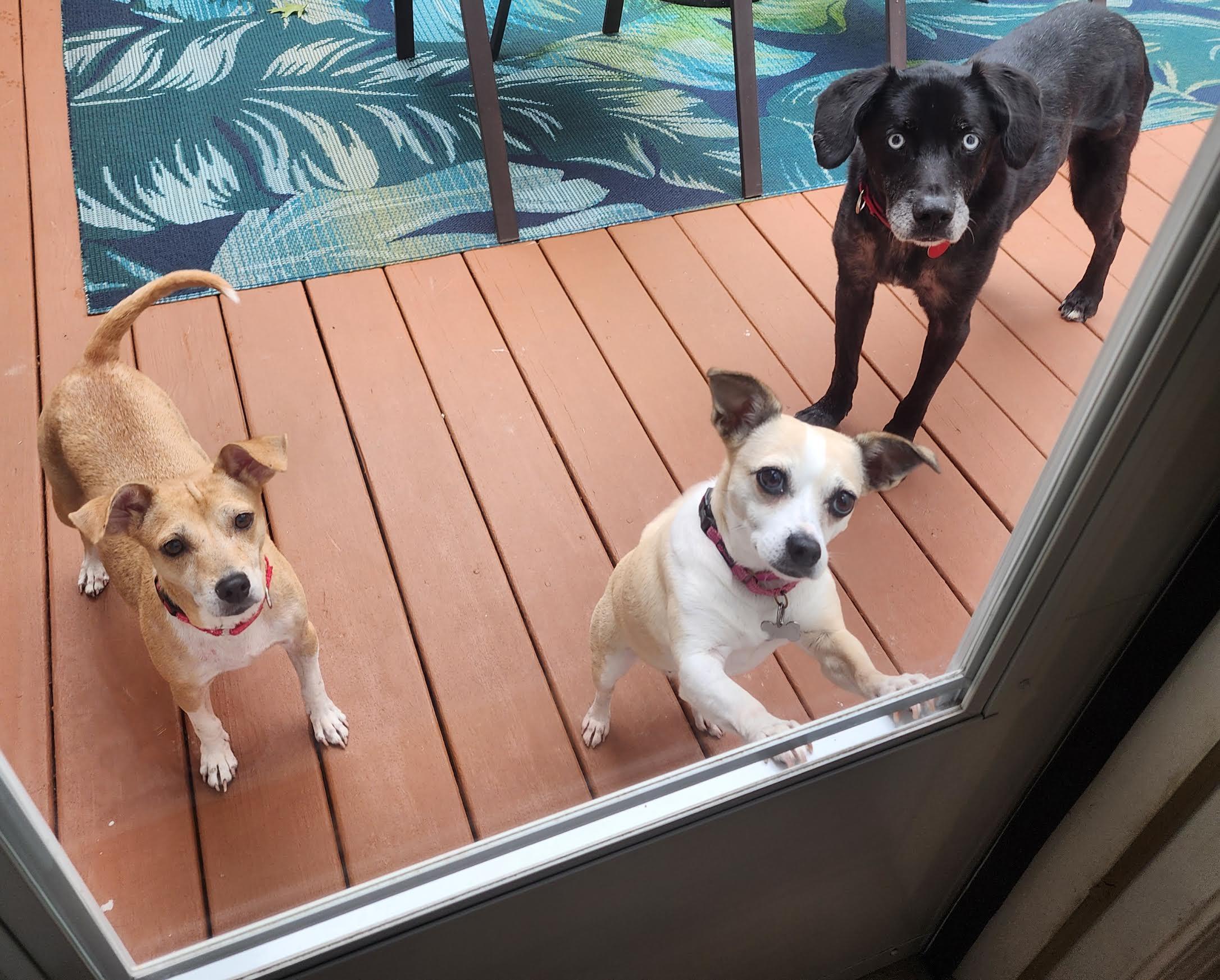 Enlarge Elmo, an adoptable mixed breed in Cumming, GA image 2/6