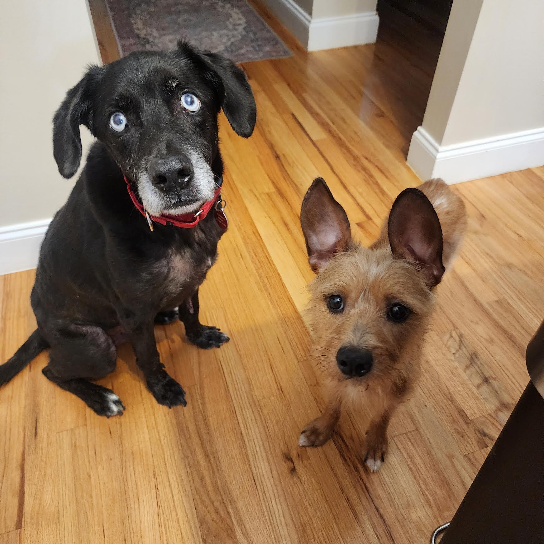 Enlarge Elmo, an adoptable mixed breed in Cumming, GA image 3/6